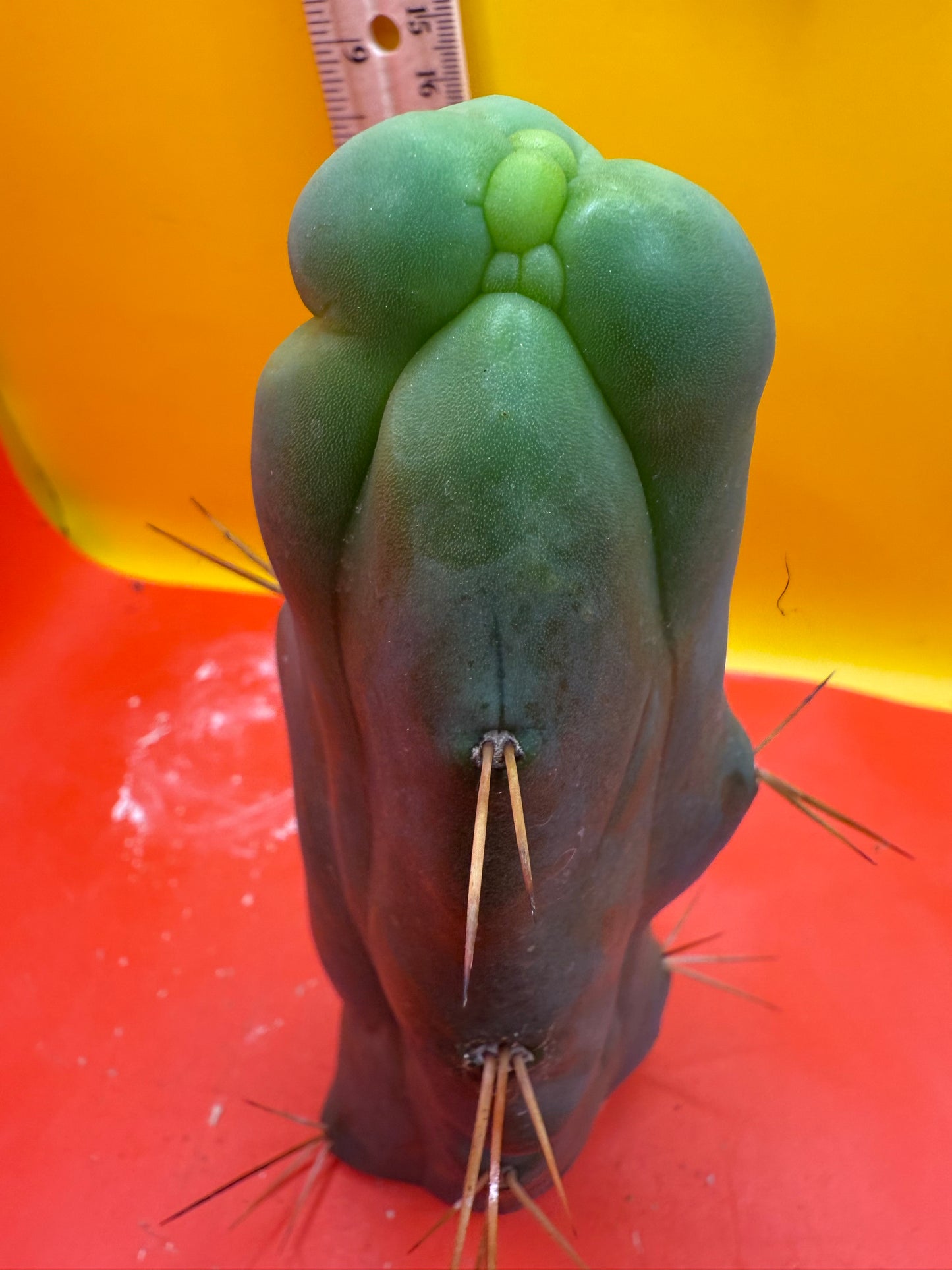 WALTS DRAGON ! ๐ cactus