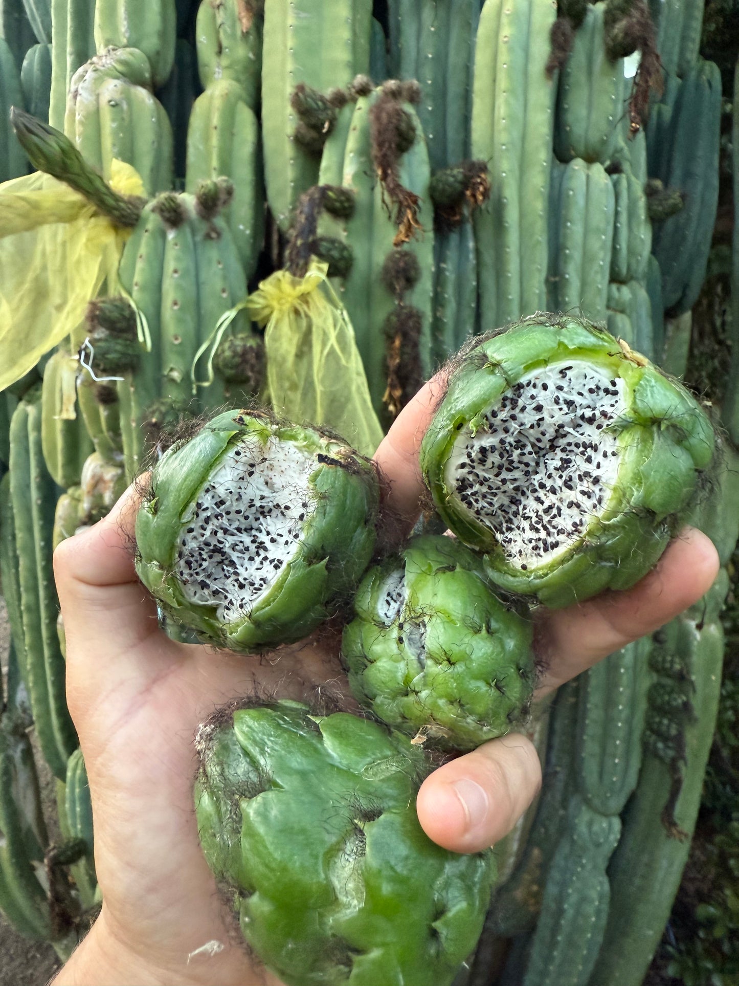 Cahuilla x Candacans Seeds