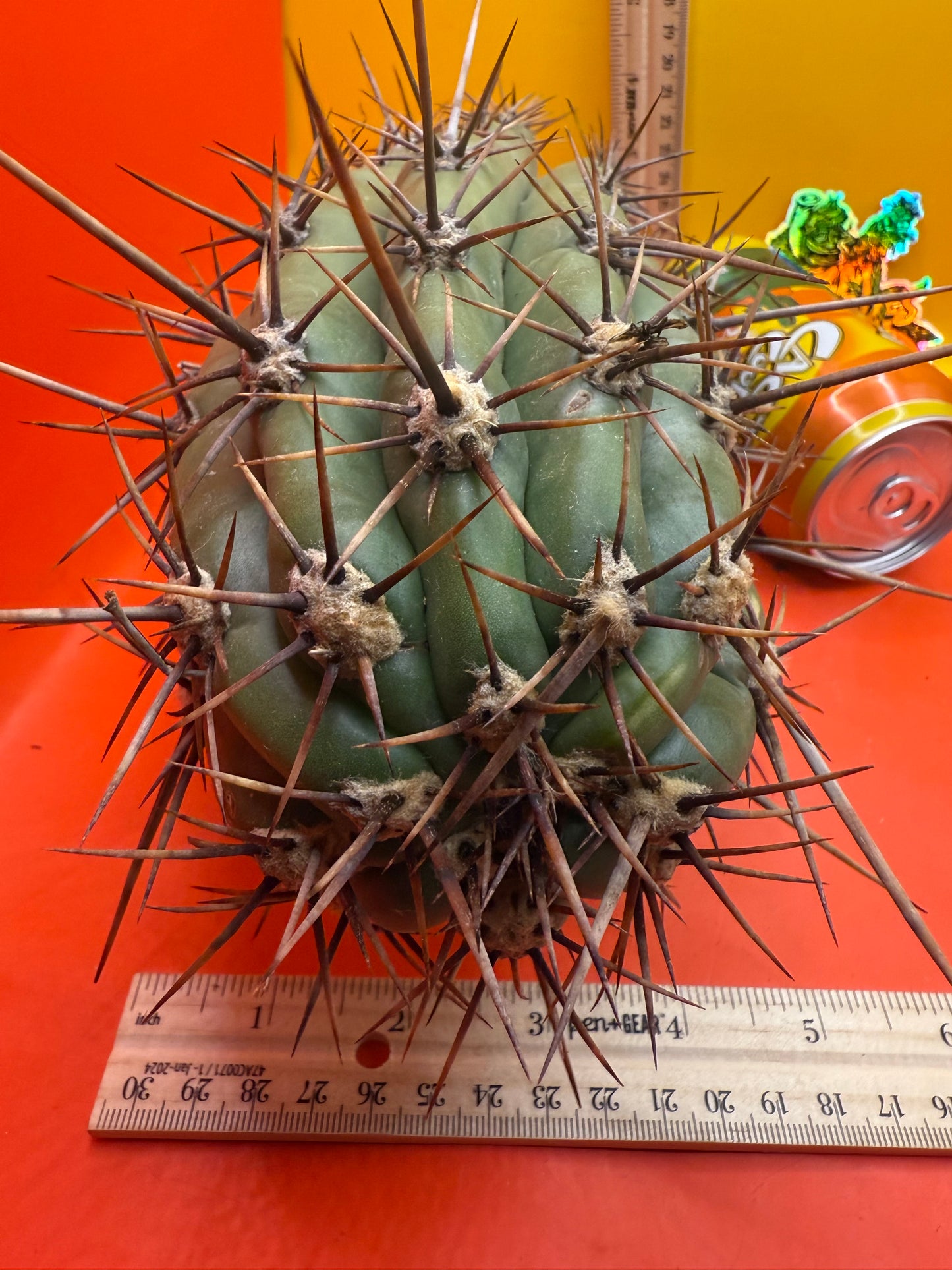 Tacaquirensis