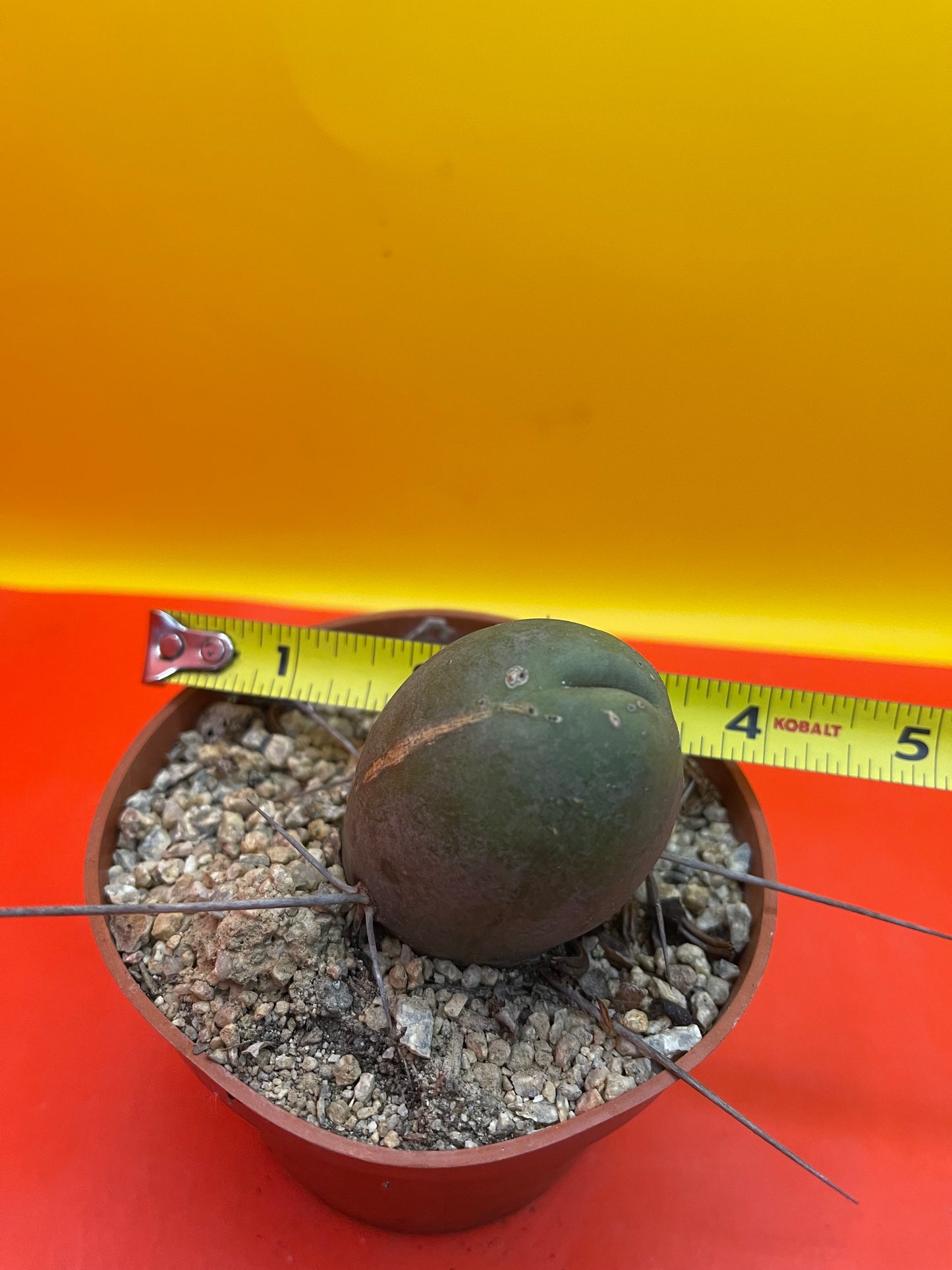 TBM with very long spines !!
