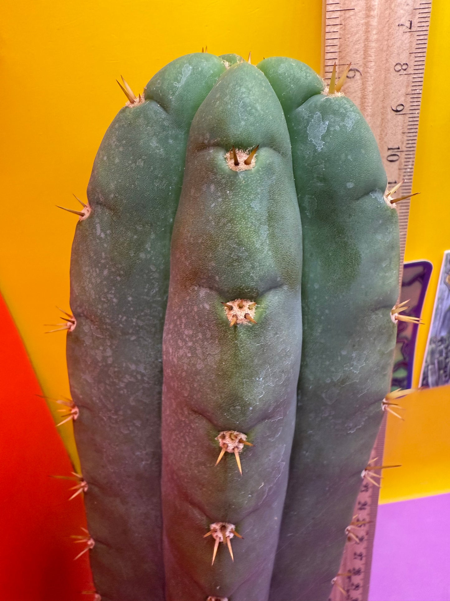 Juuls Giant x Helen