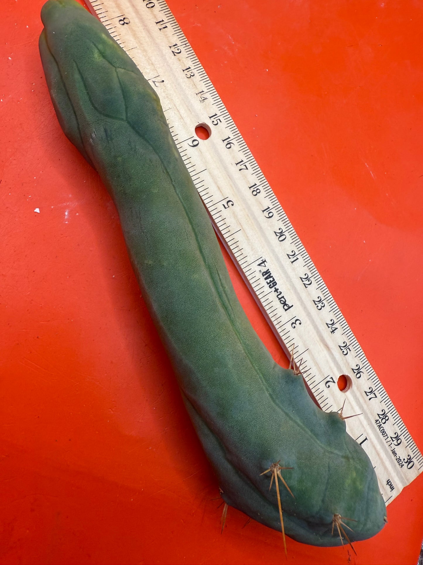 Long form TBM cactus cutting type A