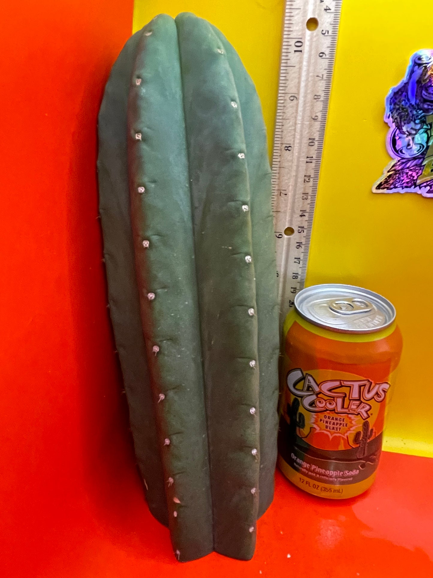 Cactus cahuilla !