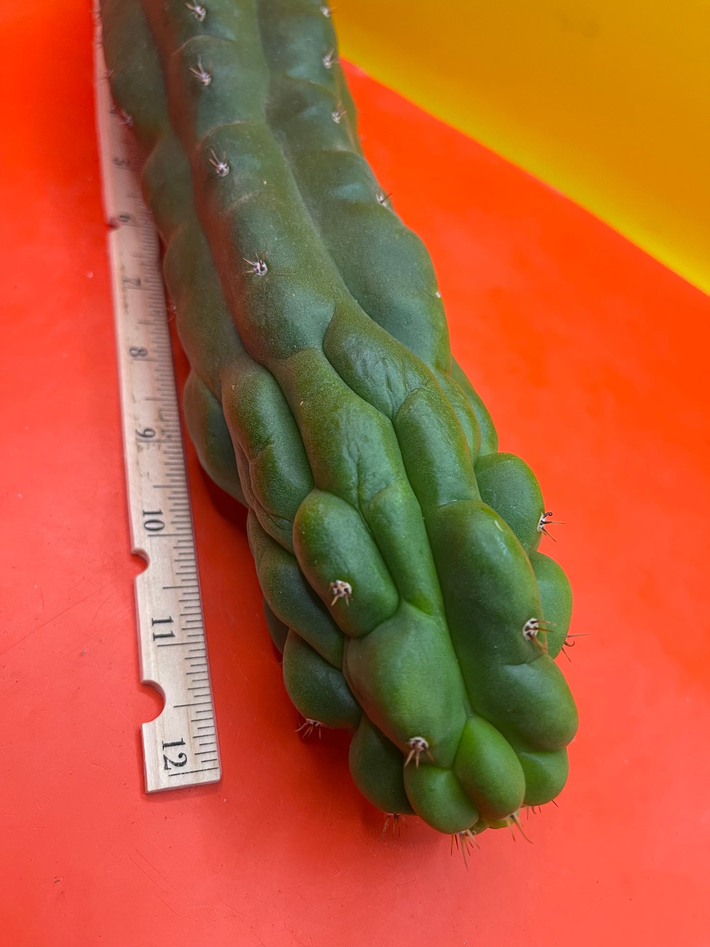 Monstrose San Pedro cactus - TPM !