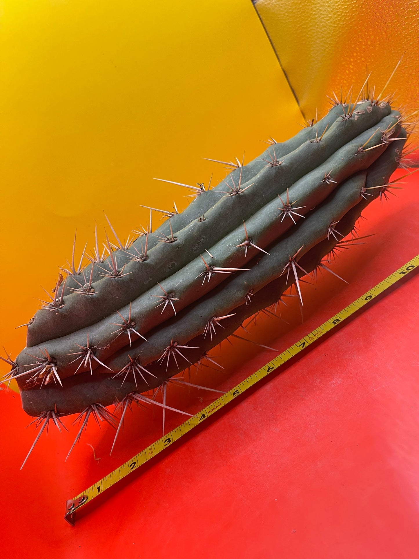 Trichocereus Puquiensis - cv “Linda”