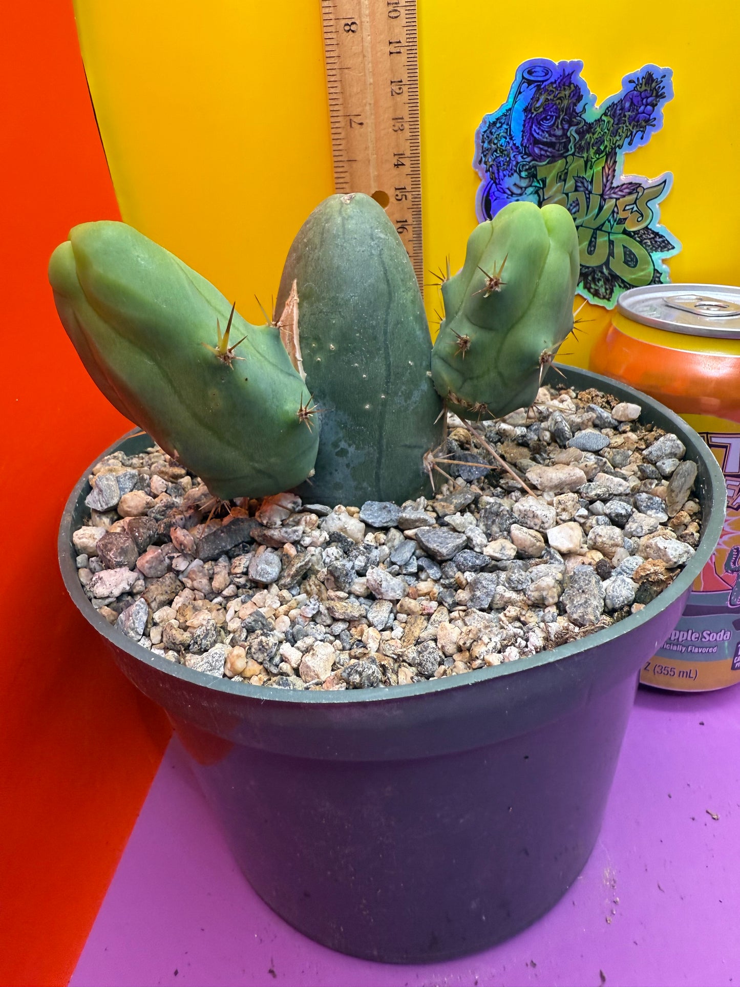 Tbm cactus for sale !