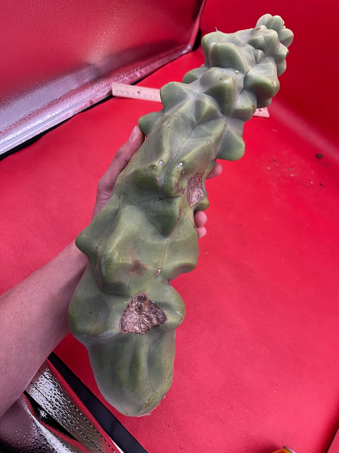 Obesa Totem !!!