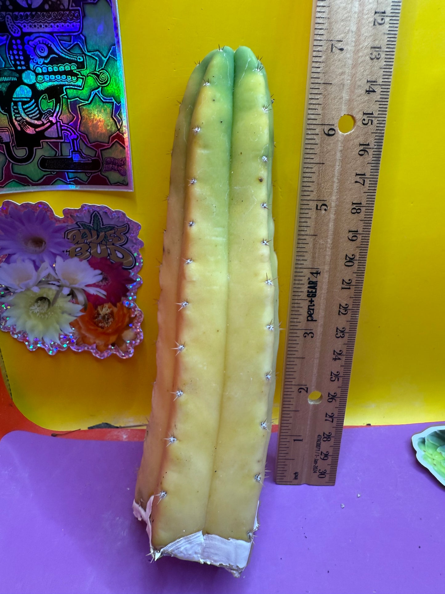 Banana San Pedro Cactus !