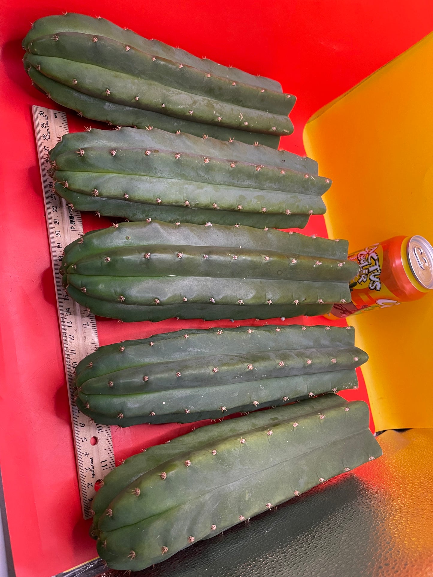 SAN PEDRO CACTUS CUTTING !
