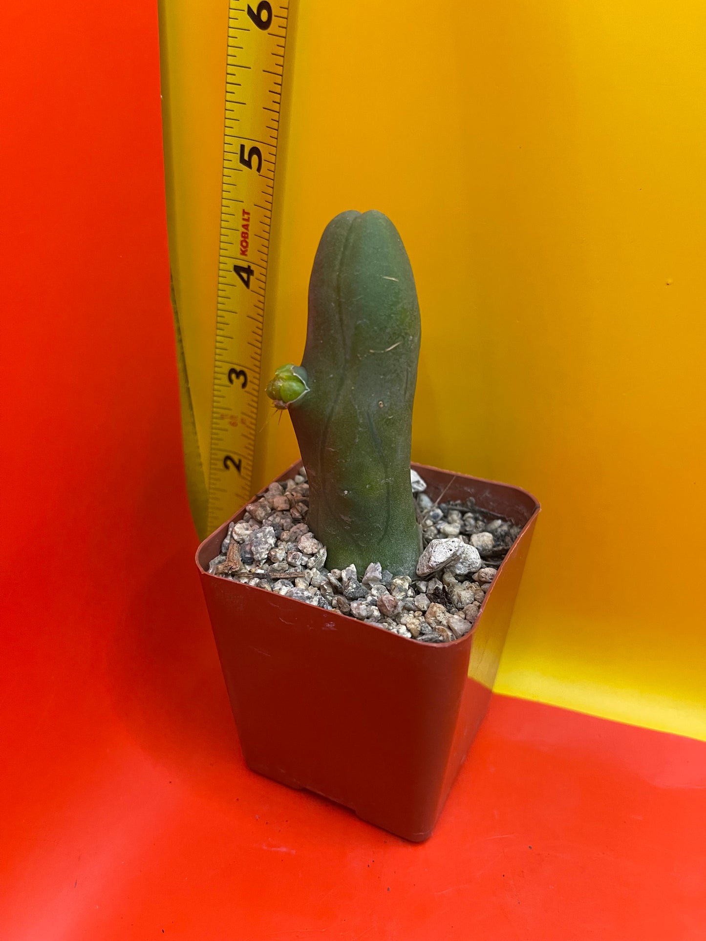Tbm CACTUS!!