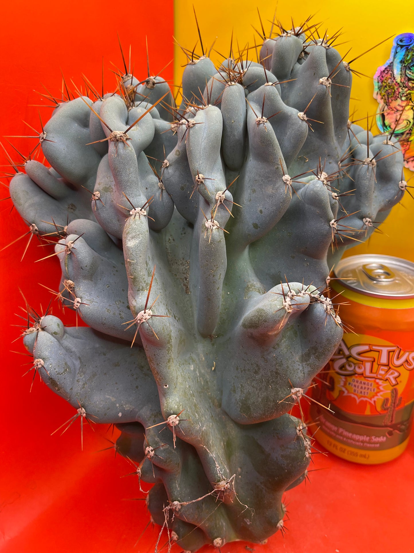 Cereus Monstrose