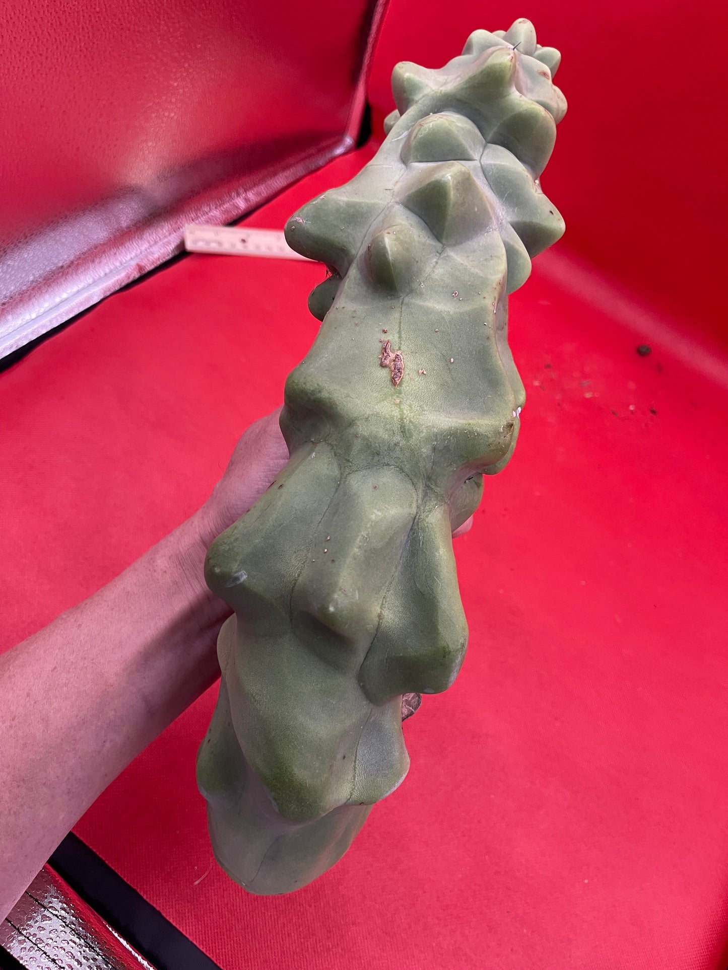 Obesa Totem !!!