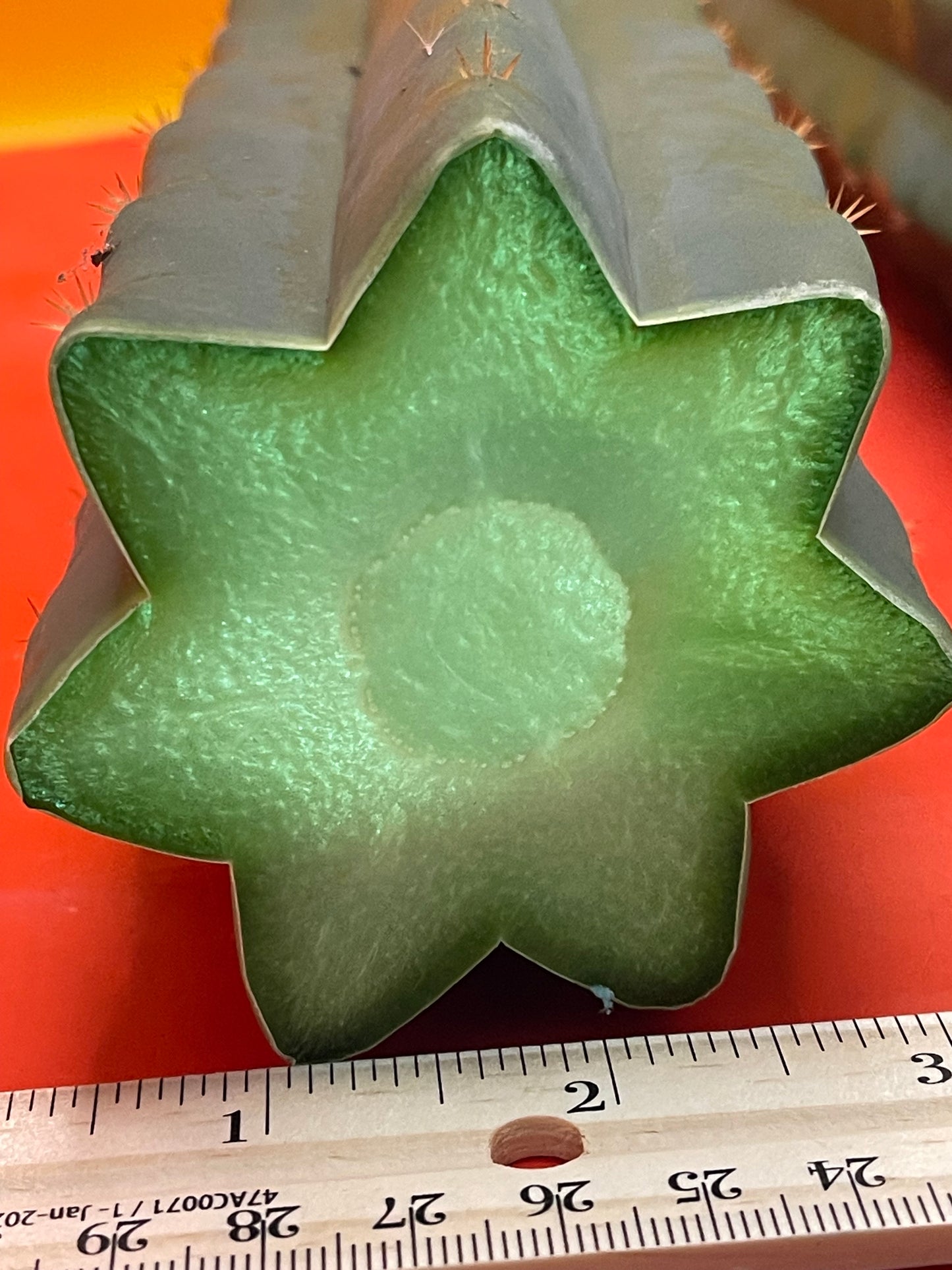 Fresh cut San Pedro Cactus !