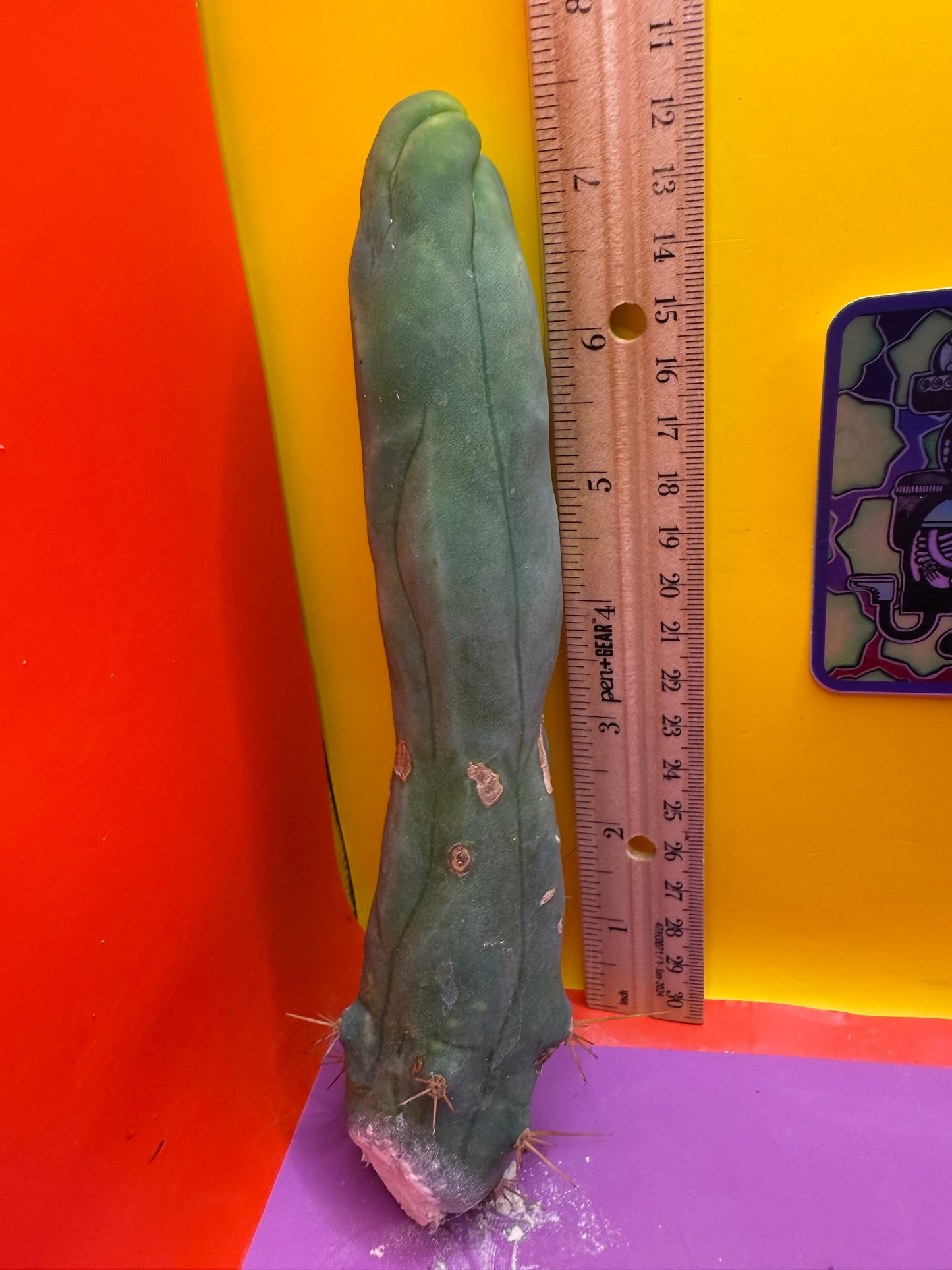 LONG FORM TBM-A cactus