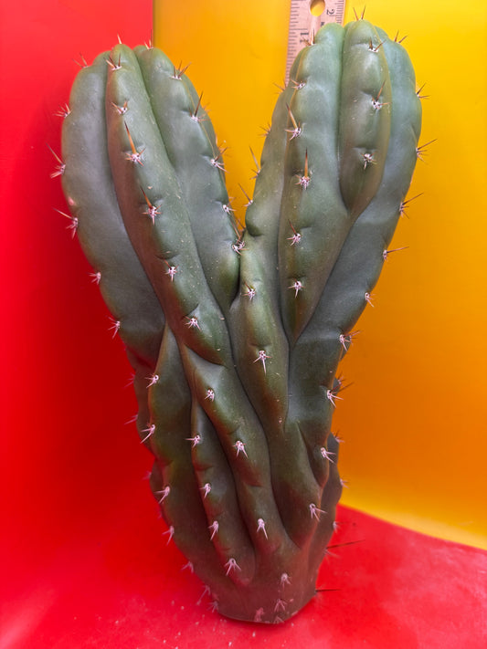 San Pedro weirdo !! - TPM !Dicot double header  !!!
