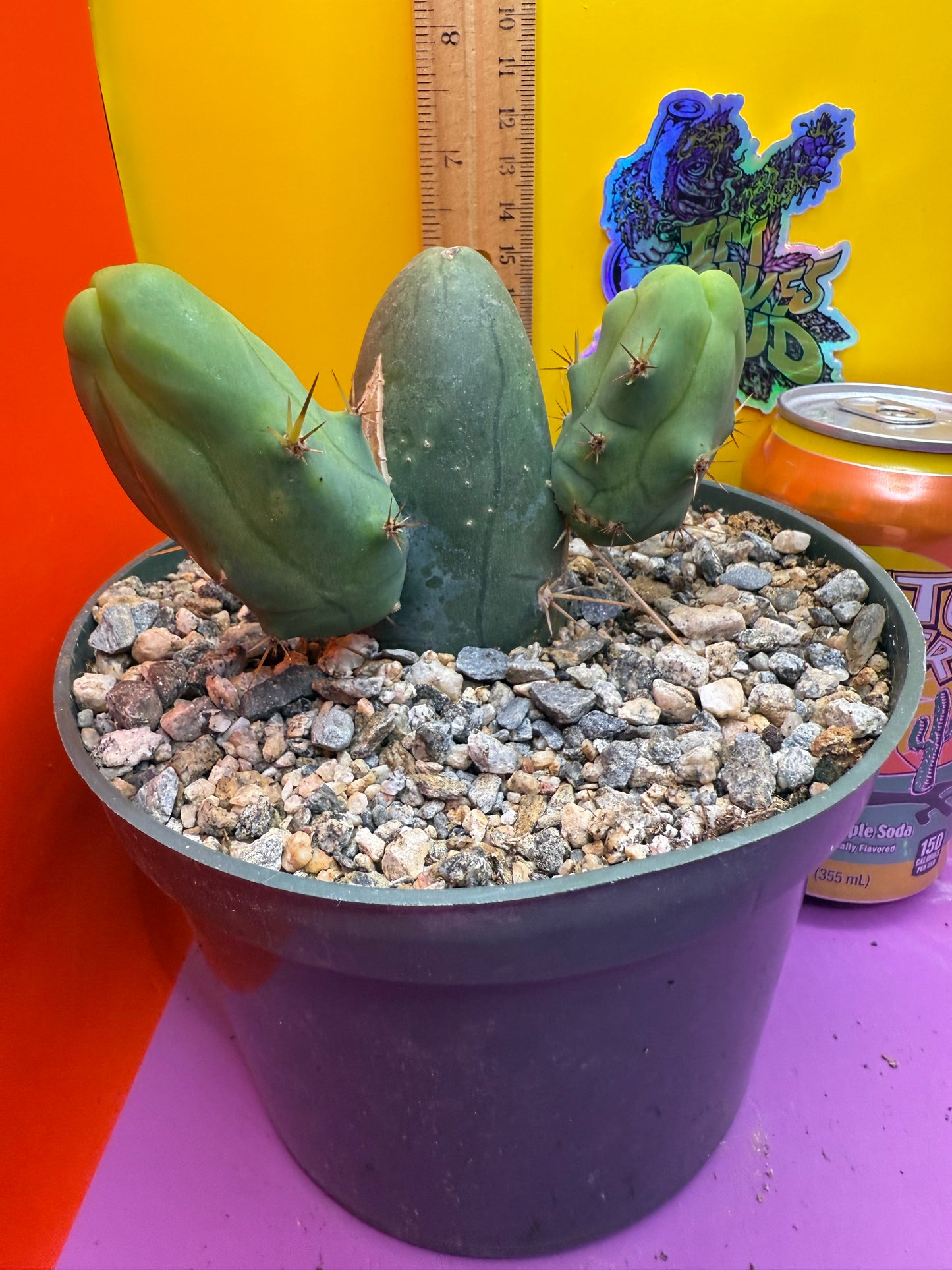 Tbm cactus for sale !