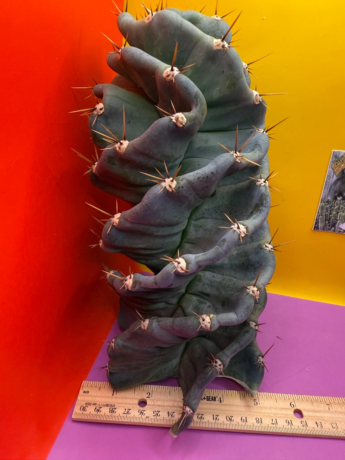 FAT 🌀🌵Spiral Cactus !Over 4” thick - Foot long