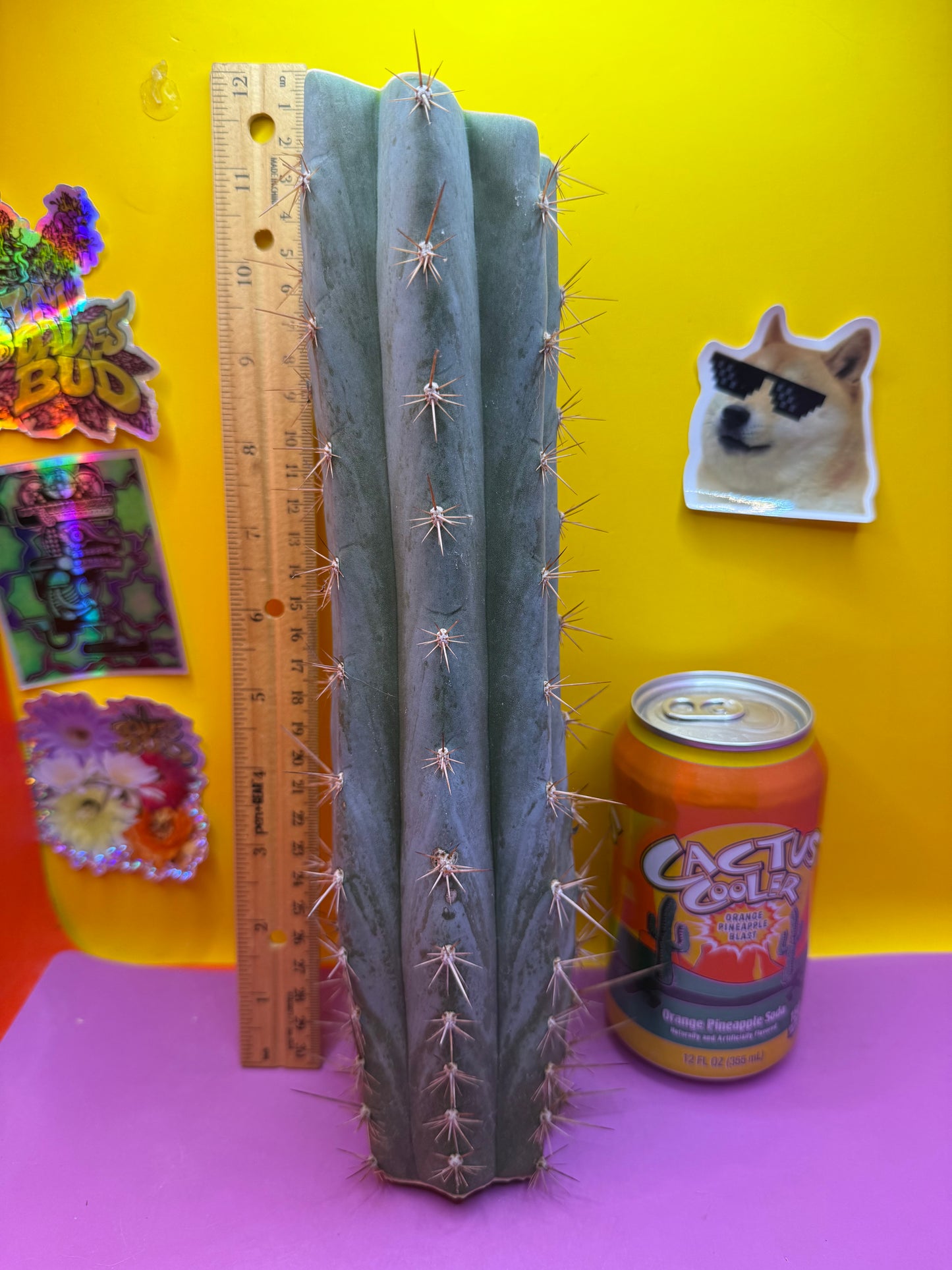 Sharxx Blue O.p. , this exact mid section cactus cutting