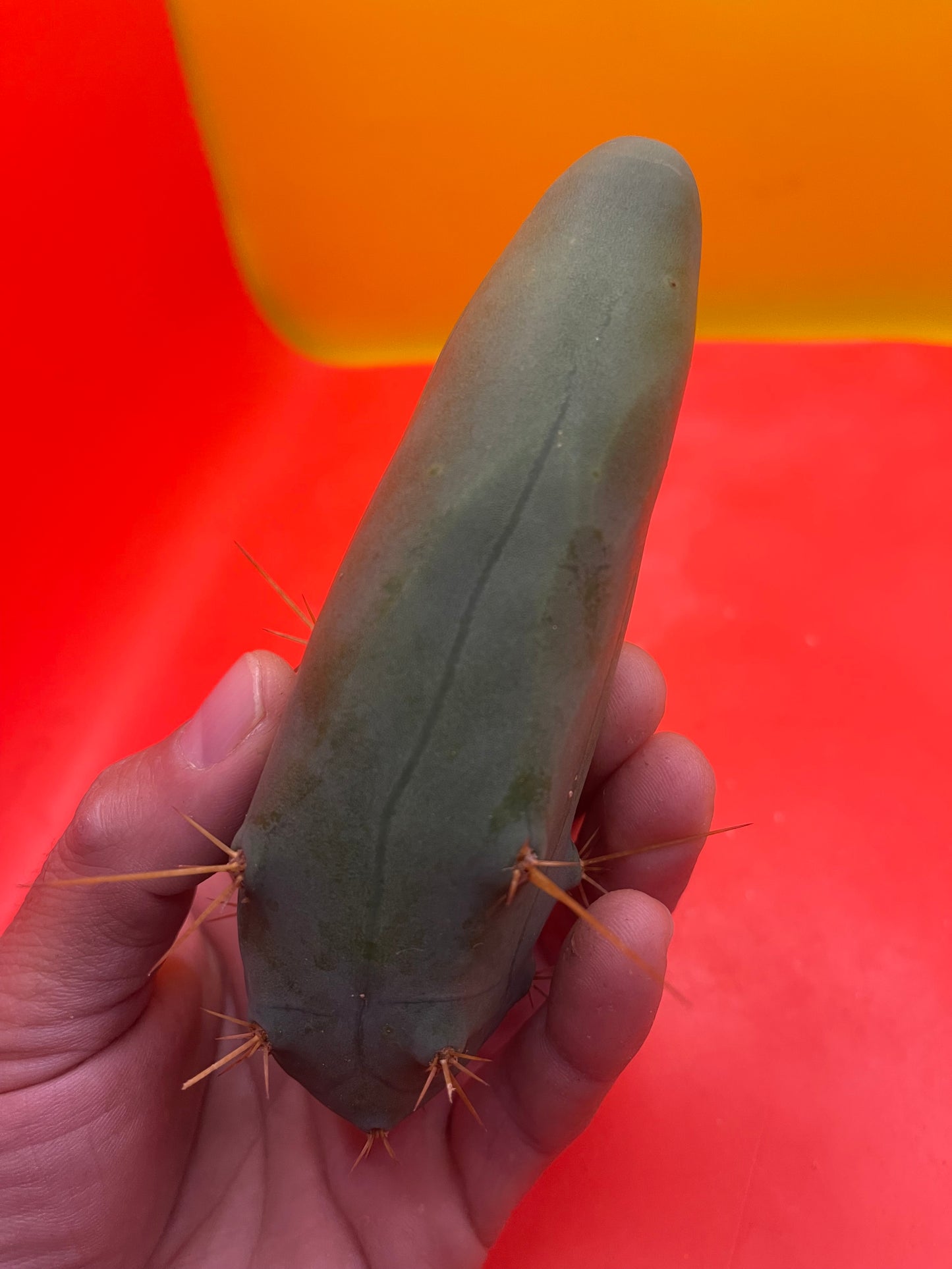 tbm CACTUS