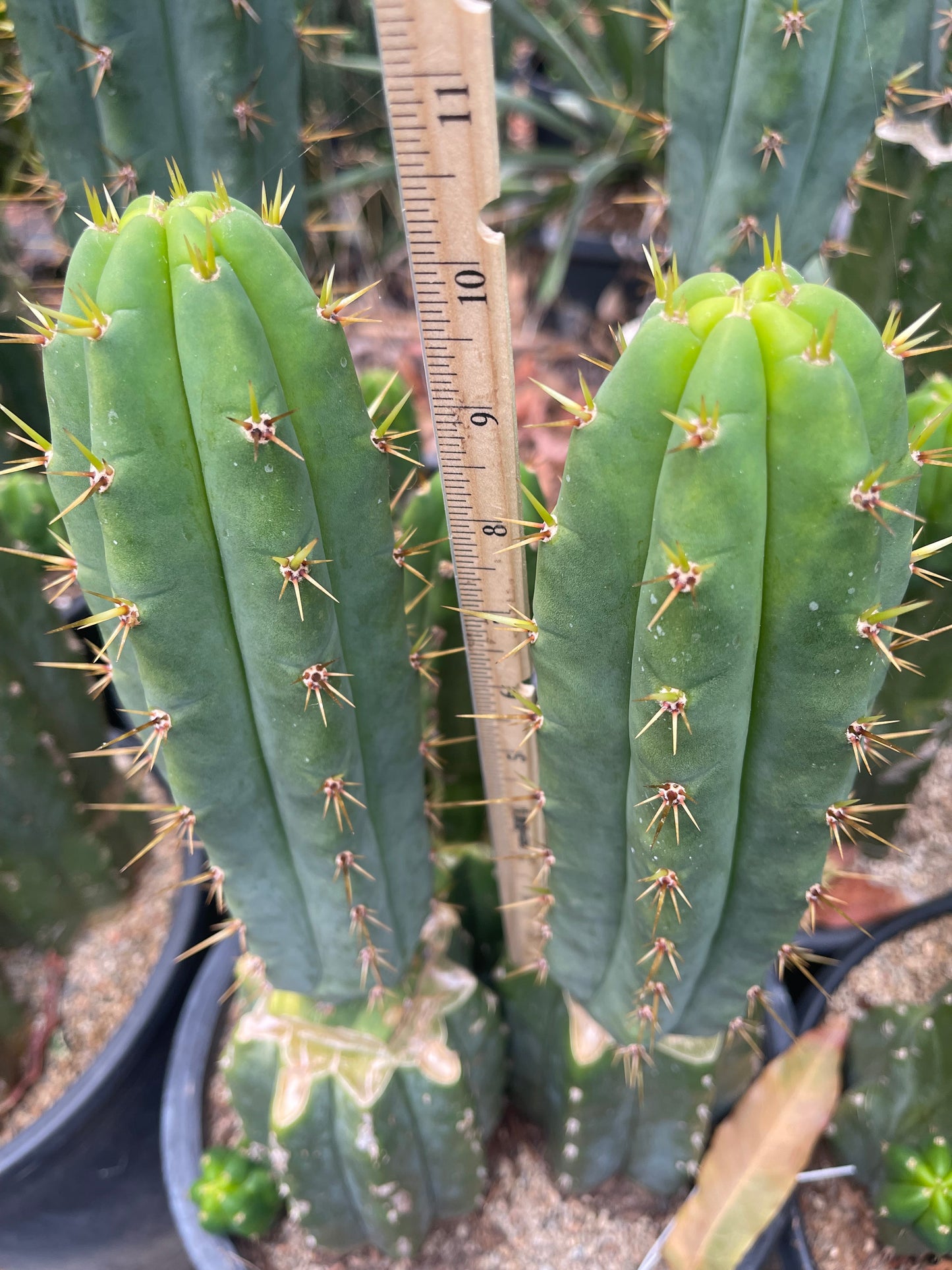 TIG X YOWIE - SAN pedro cactus