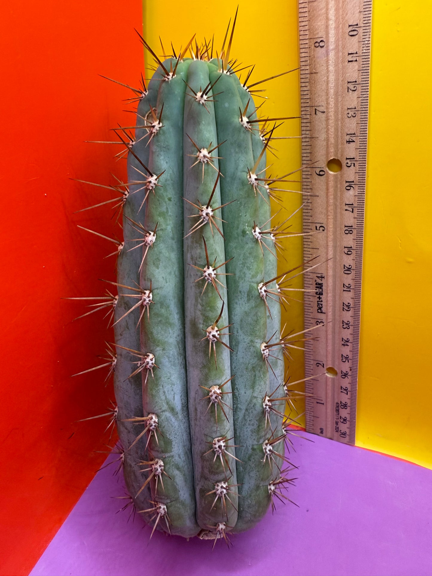 Trichocereus Matucana !