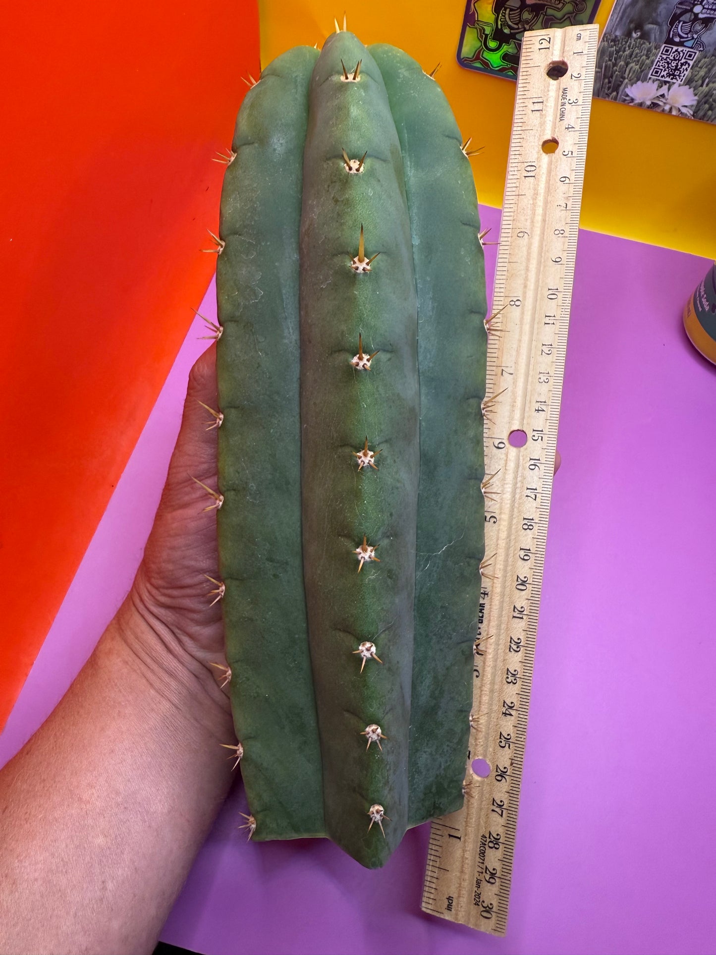 Juuls Giant x Helen