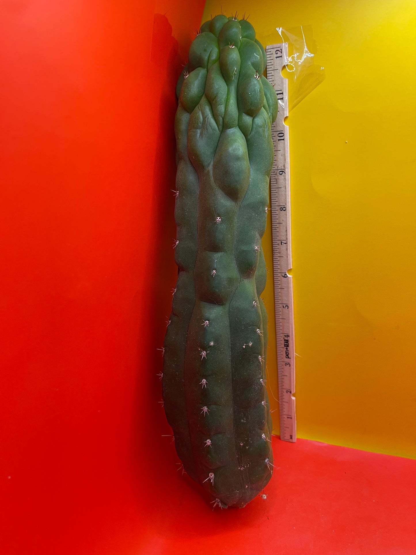 Monstrose San Pedro cactus - TPM !