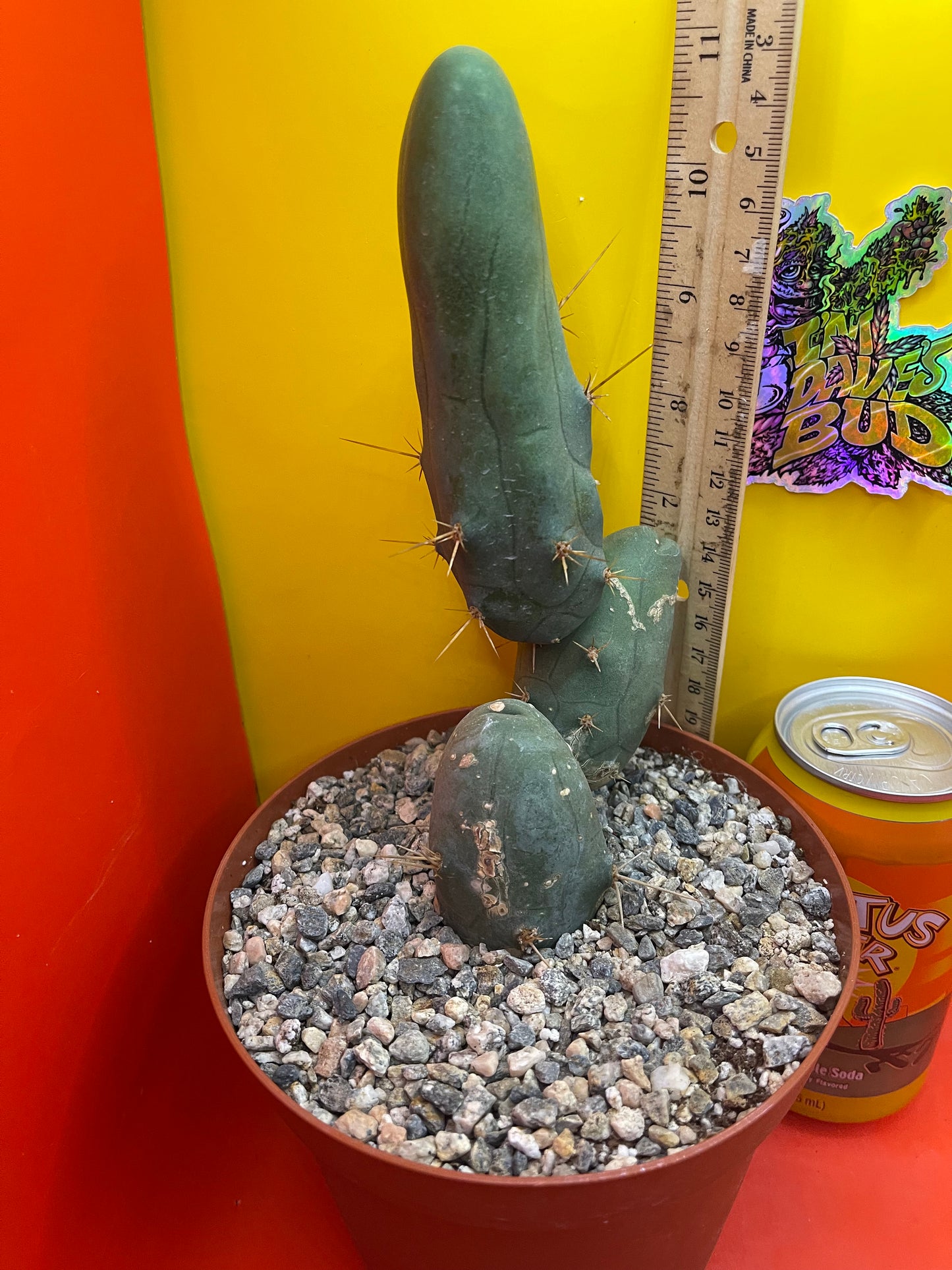 TBM-b - ships in pot - exact cactus -