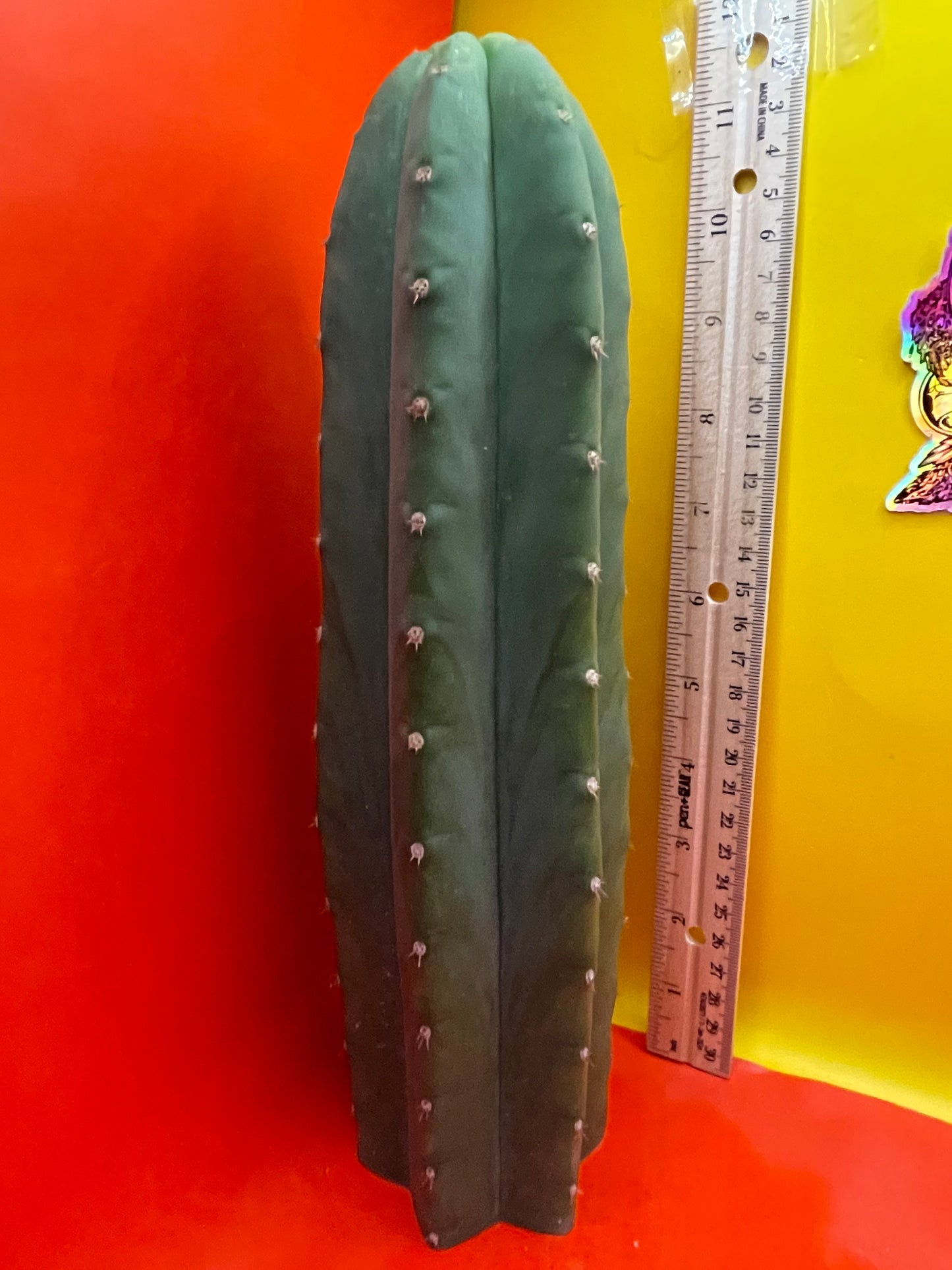 Cahuilla cactus