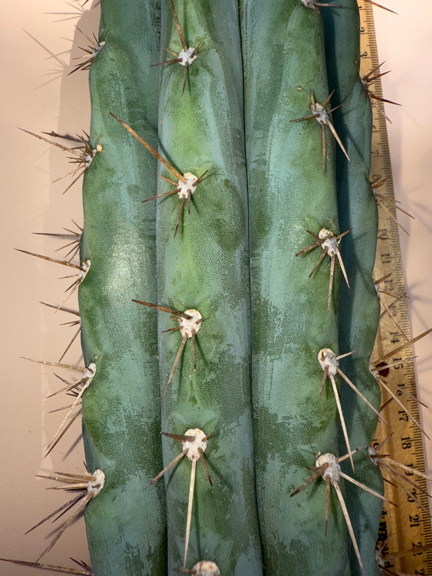 “Serra blue” San Pedro Cactus !