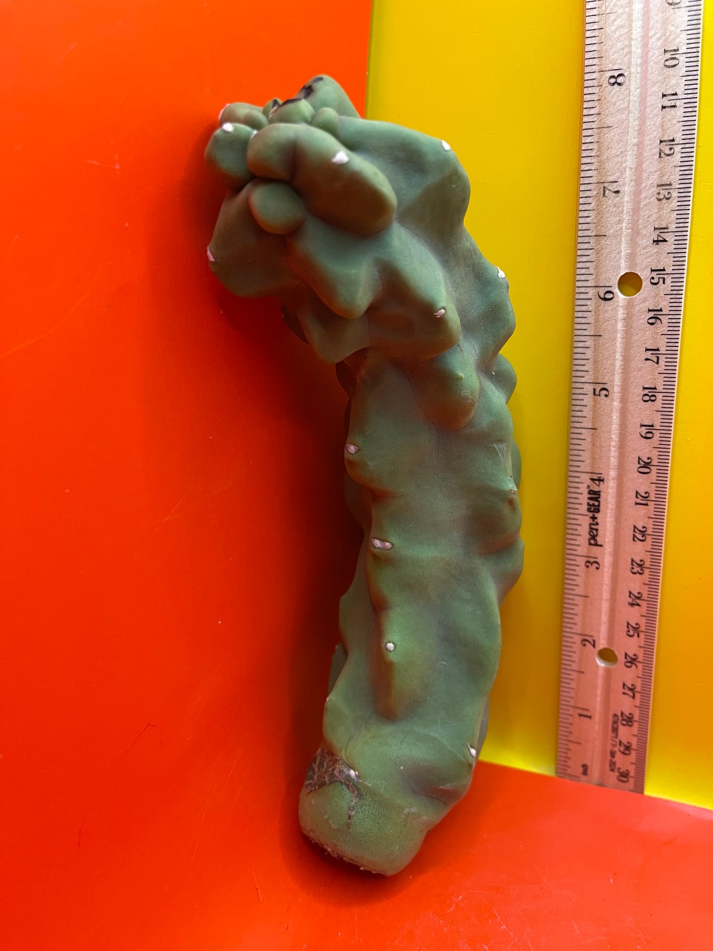 Spineless totem cactus