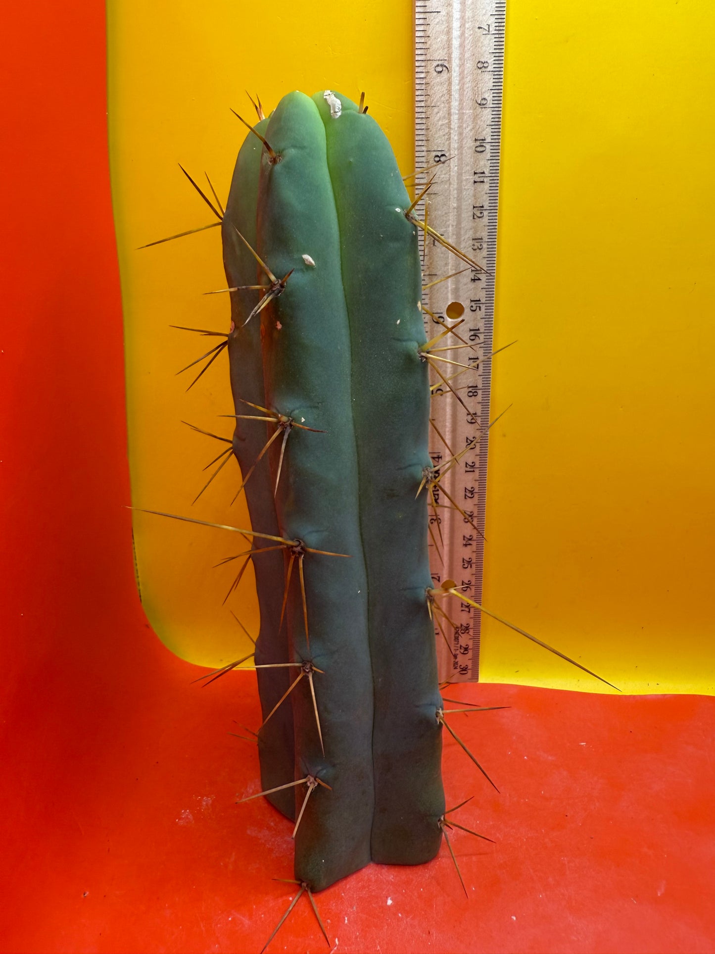 Trichocereus Bridgesii