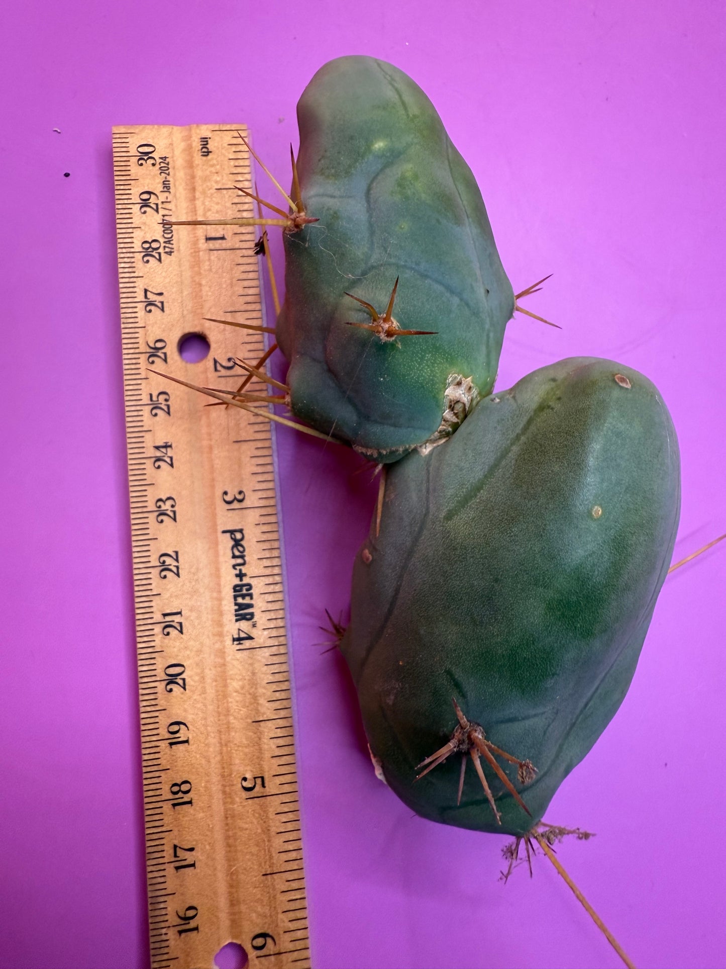 TBM !!!! Huge double segment cactus