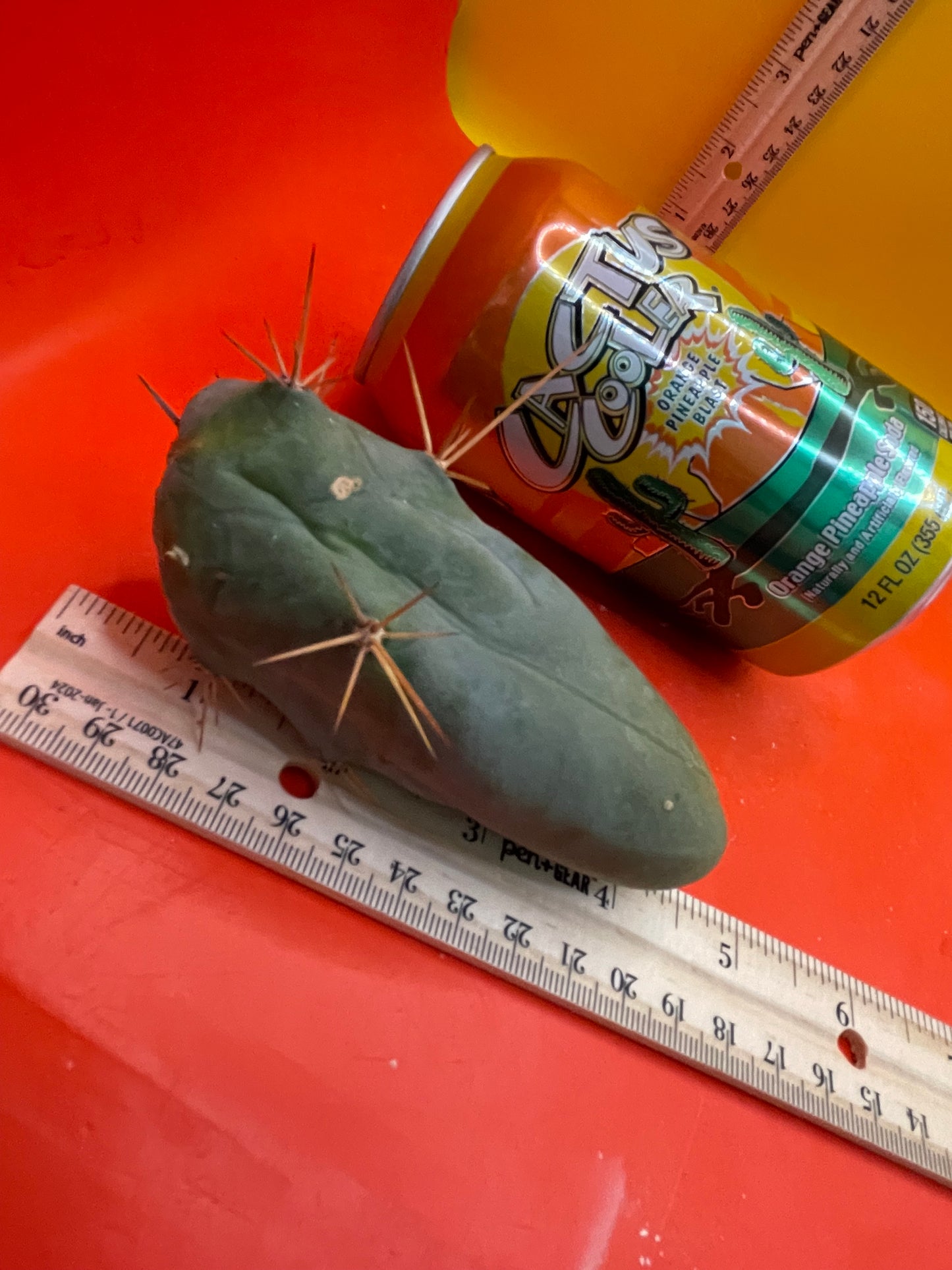 Trichocereus Bridgesii Monstrose !