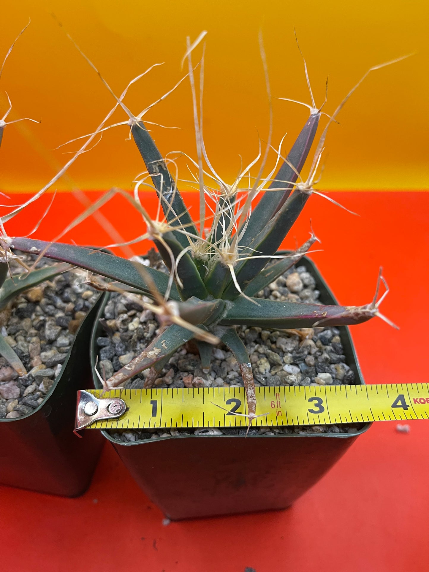 Leuchtenbergia principis true cactus !