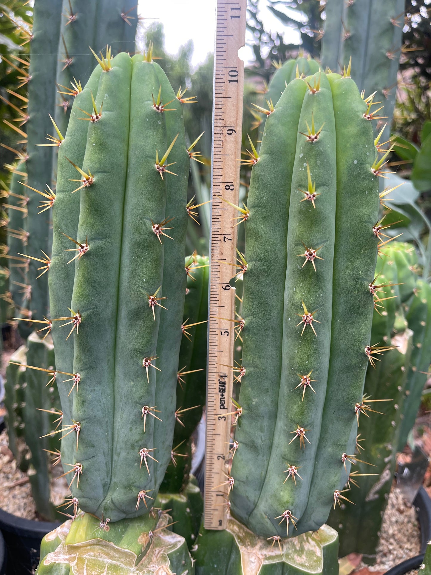 TIG X YOWIE- SAN pedro cactus