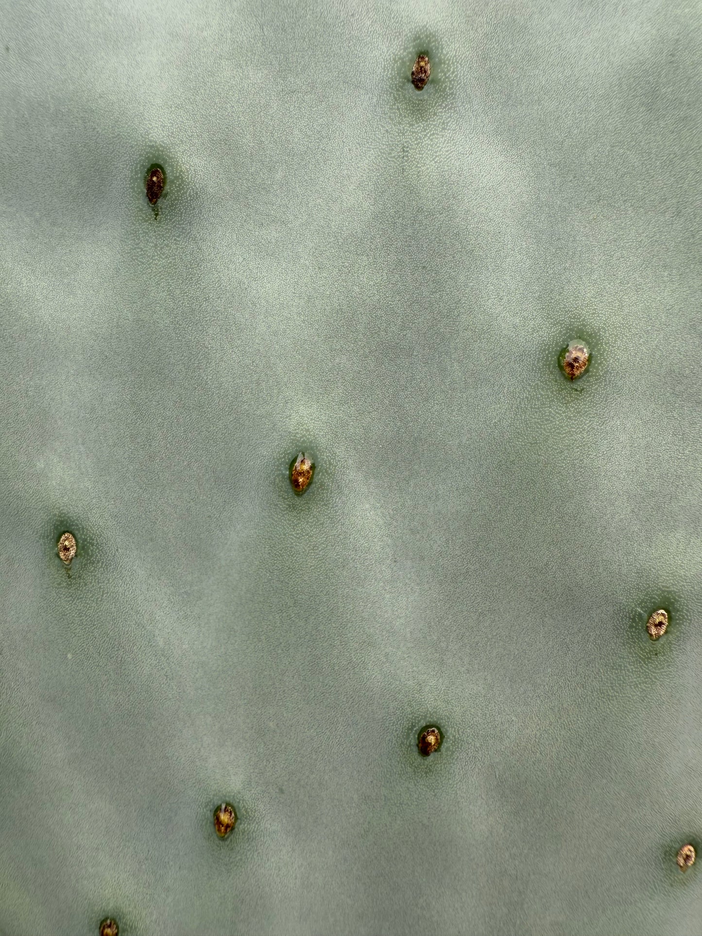 Spineless Opuntia