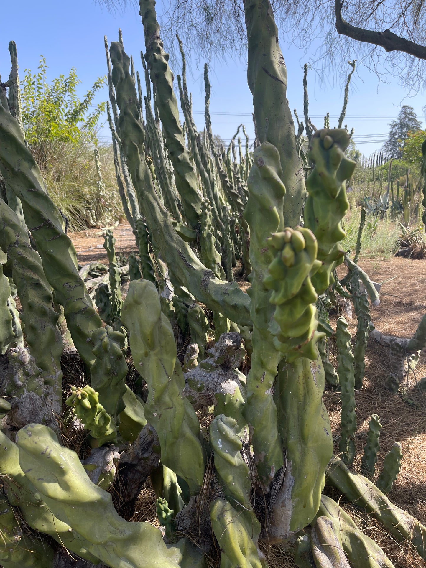 Totem pole cactus - spiral form