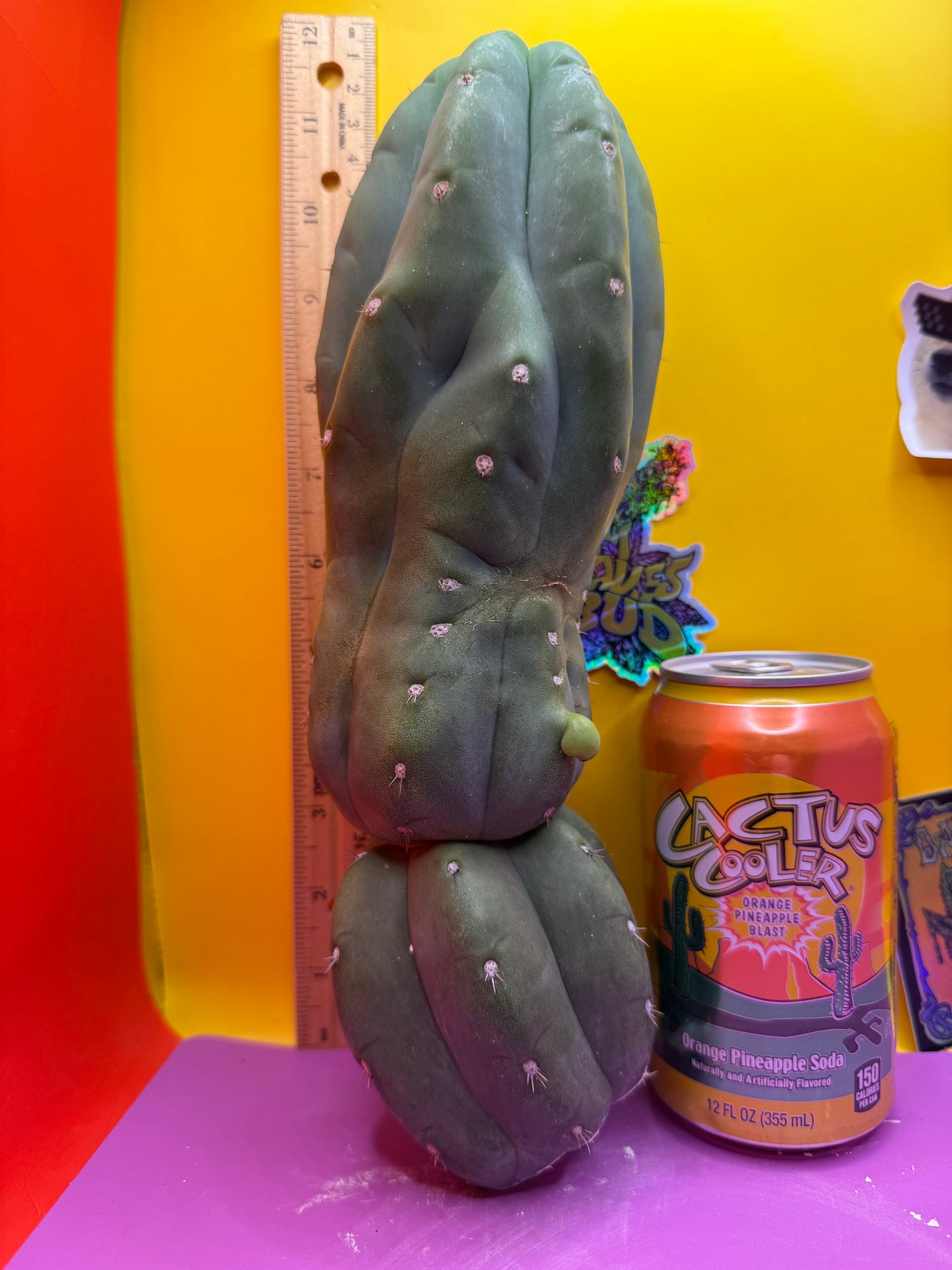 Cahuilla weirdo !