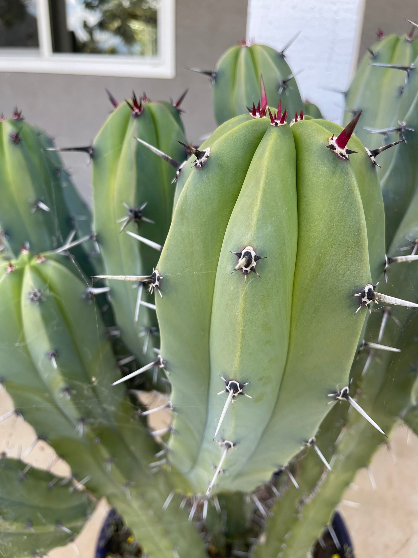 50 Myrtillocactus seeds for a buck !!! DAVES DOLLAR DAZE !!