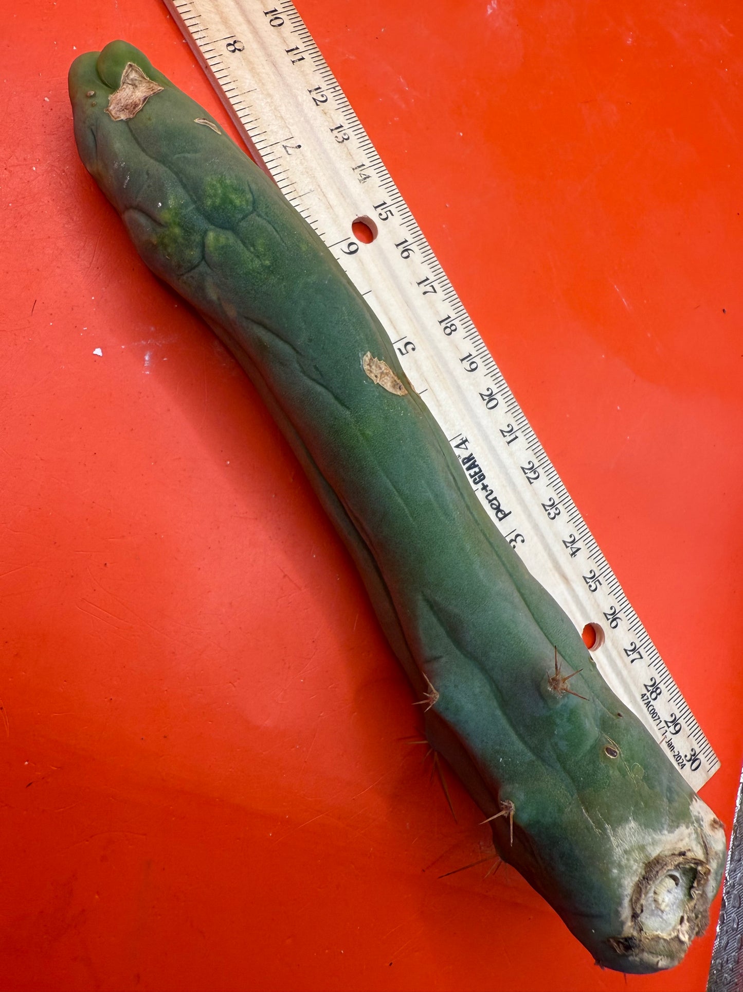 Long form TBM cactus cutting type A