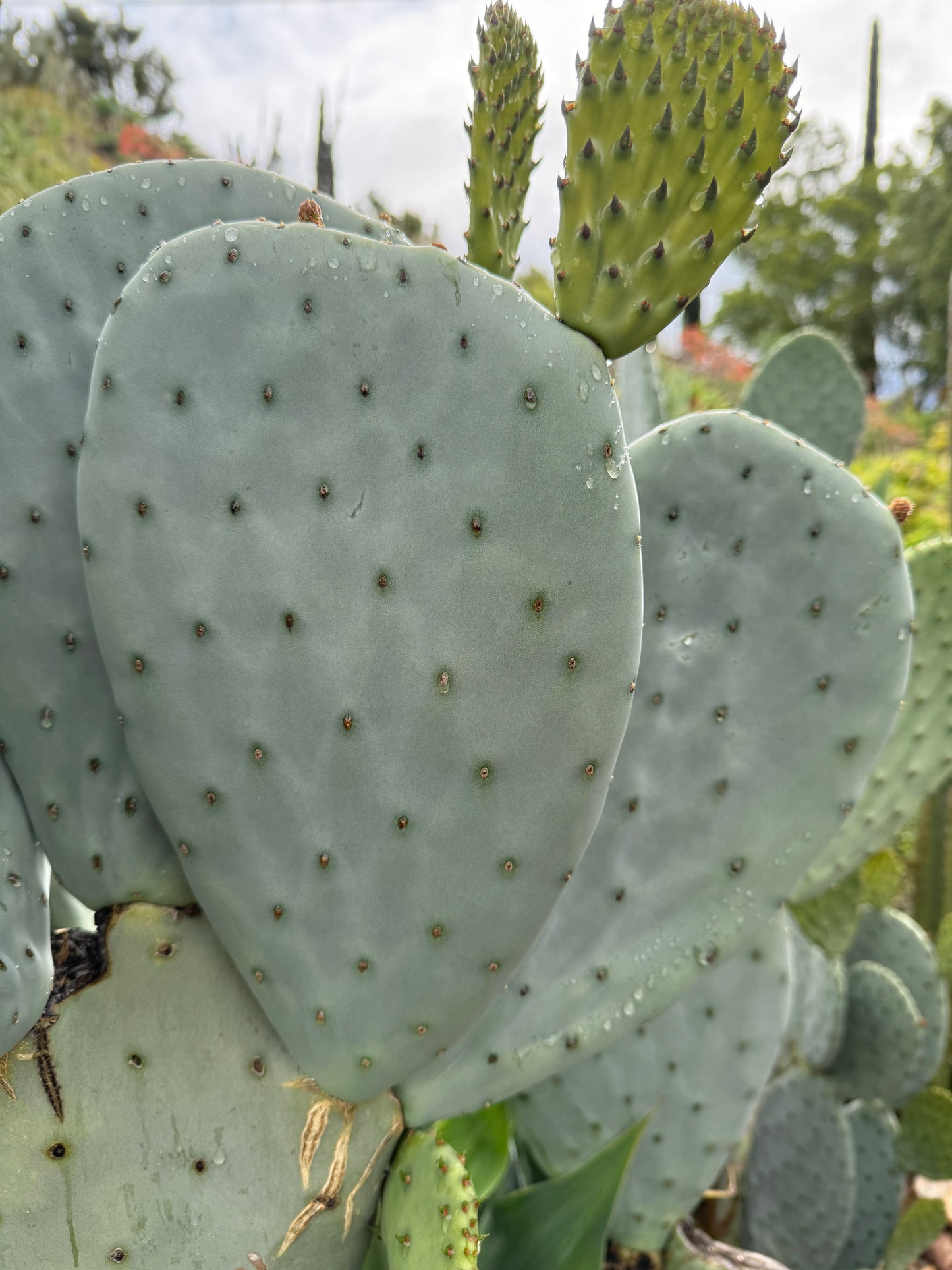 Spineless Opuntia