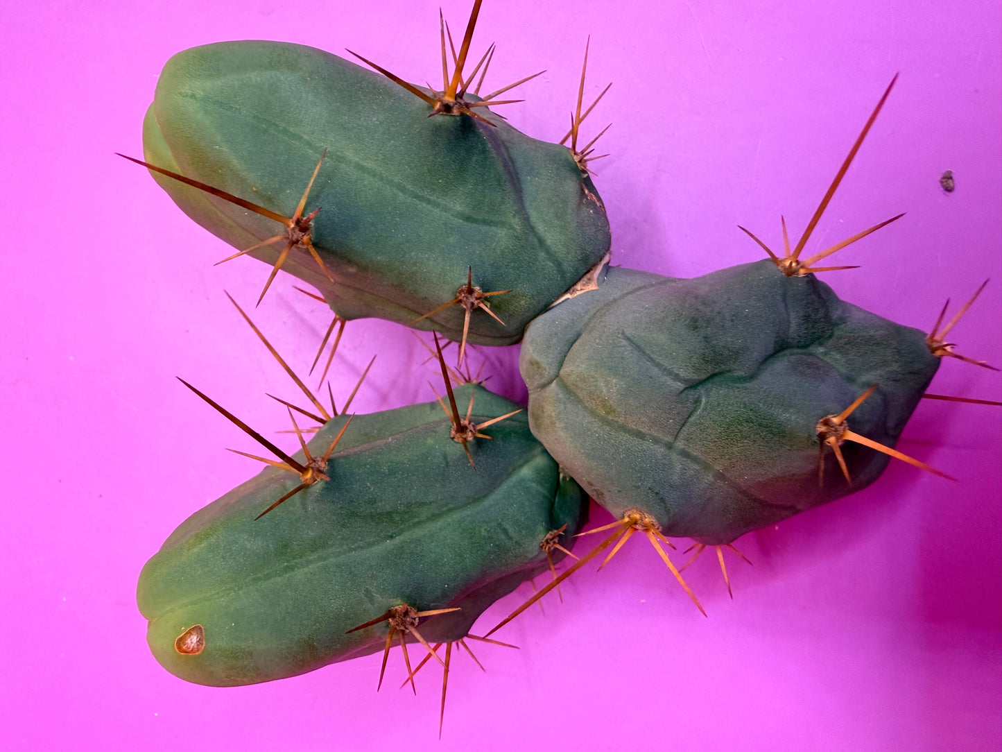 triple segment Tbm cactus for sale !