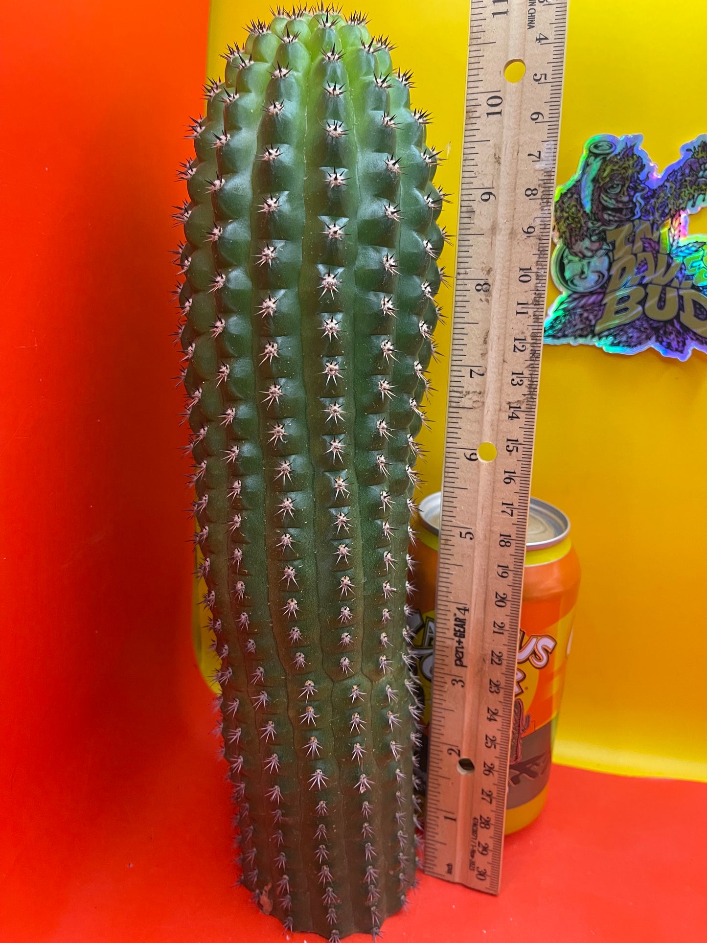 Trichocereus Brevispinulosus