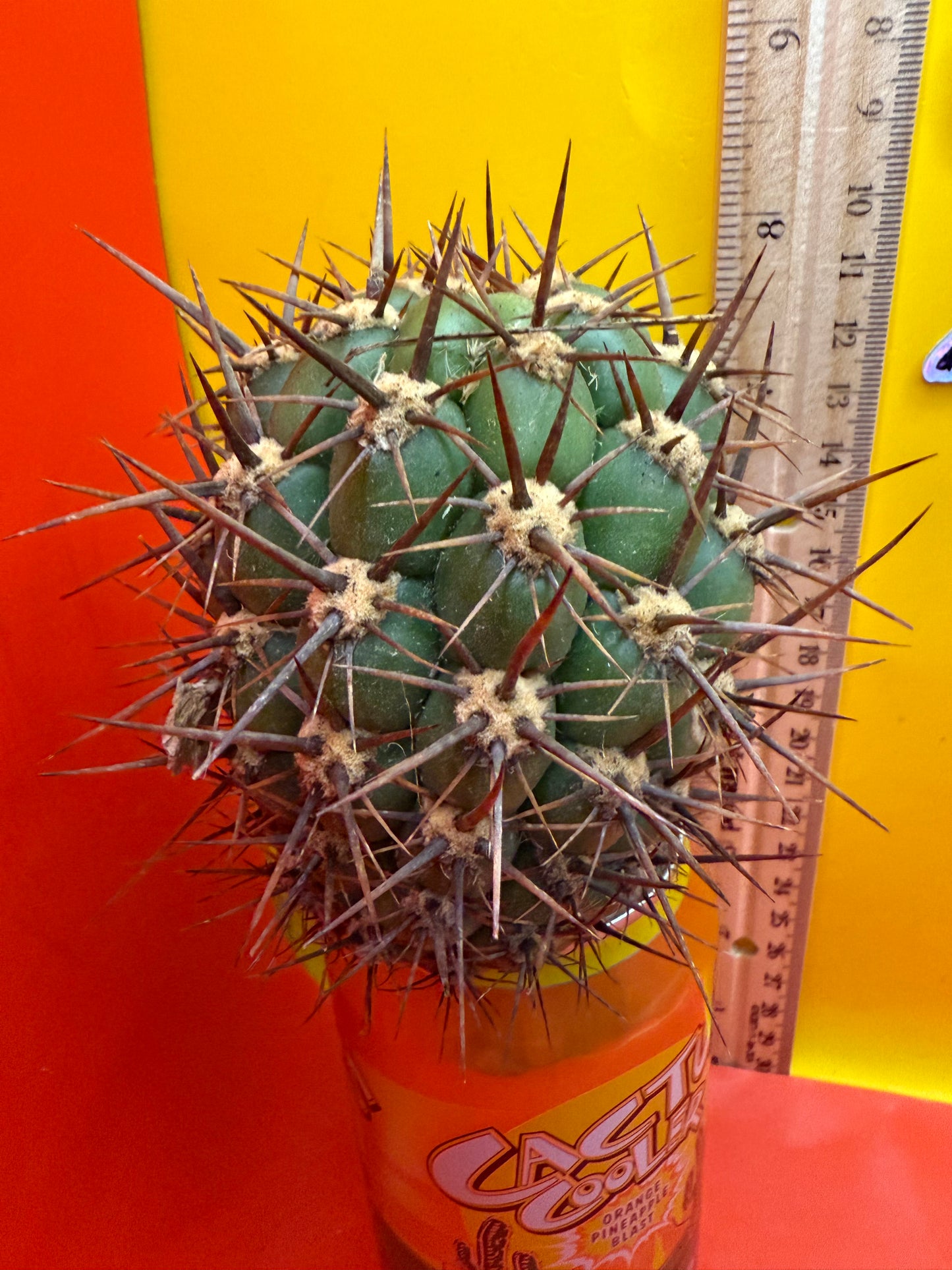 Exact cactus - Trichocereus Tacaquirensis