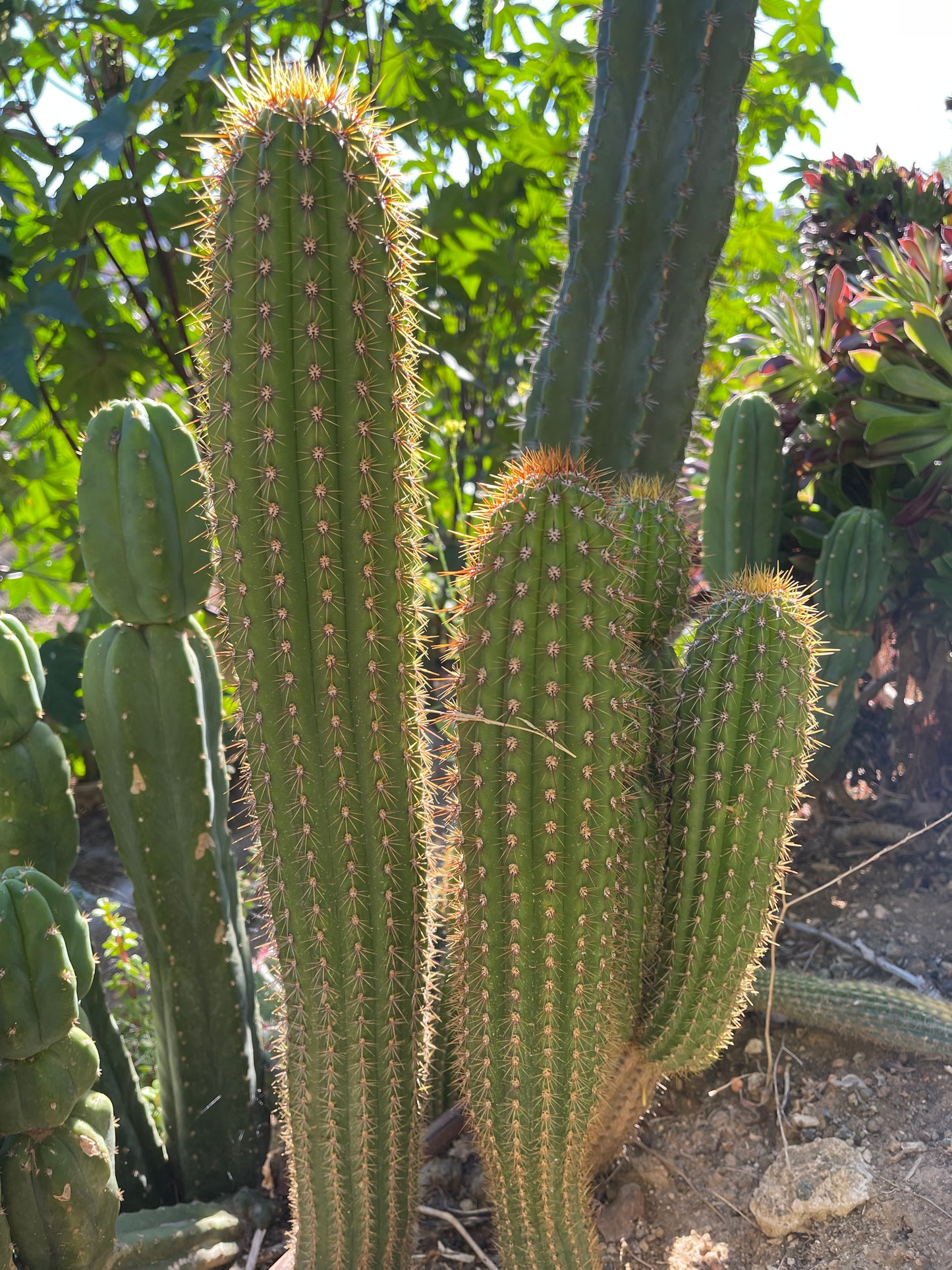 Trichocereus Spachianus seeds