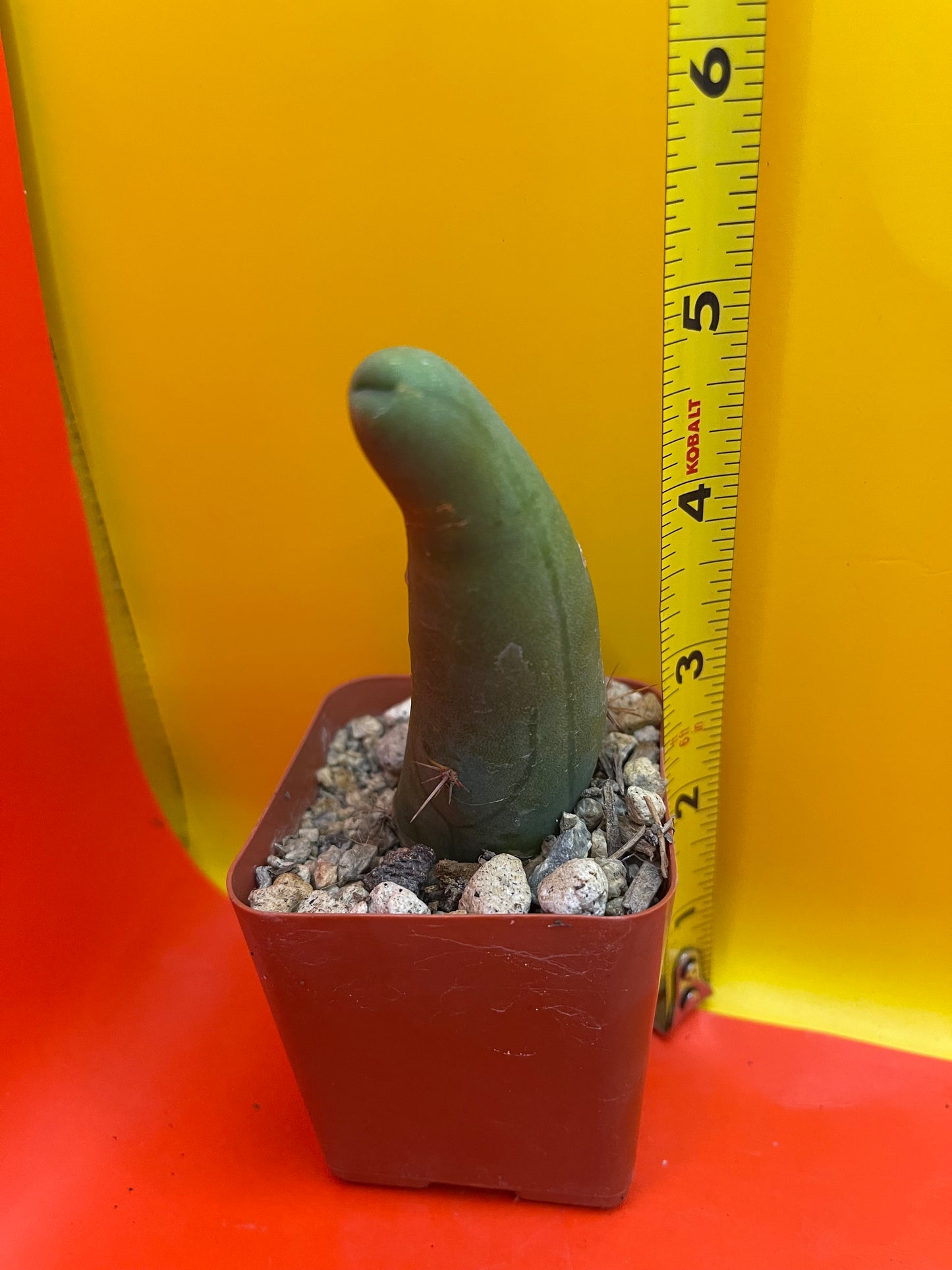 Small Tbm in a pot