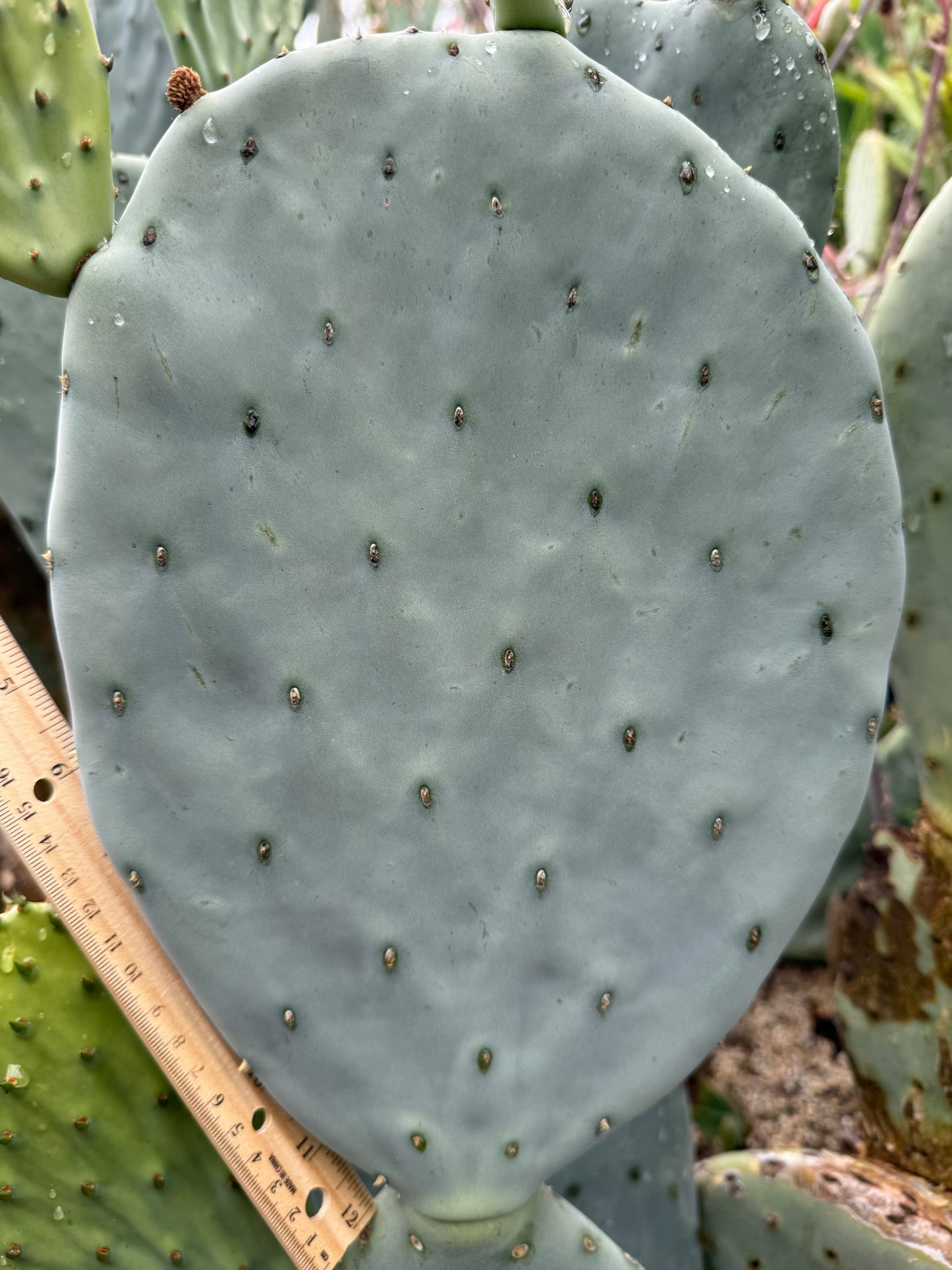 Spineless Opuntia