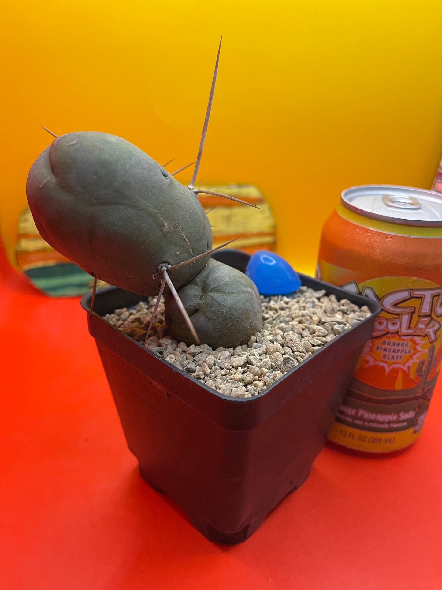 Tbm CACTUS !!!