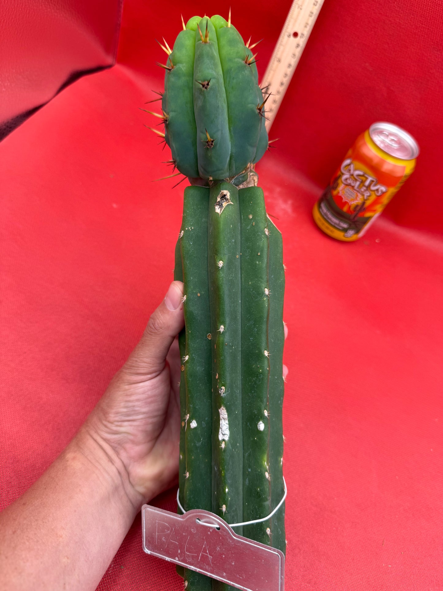 GRAFTED PALA